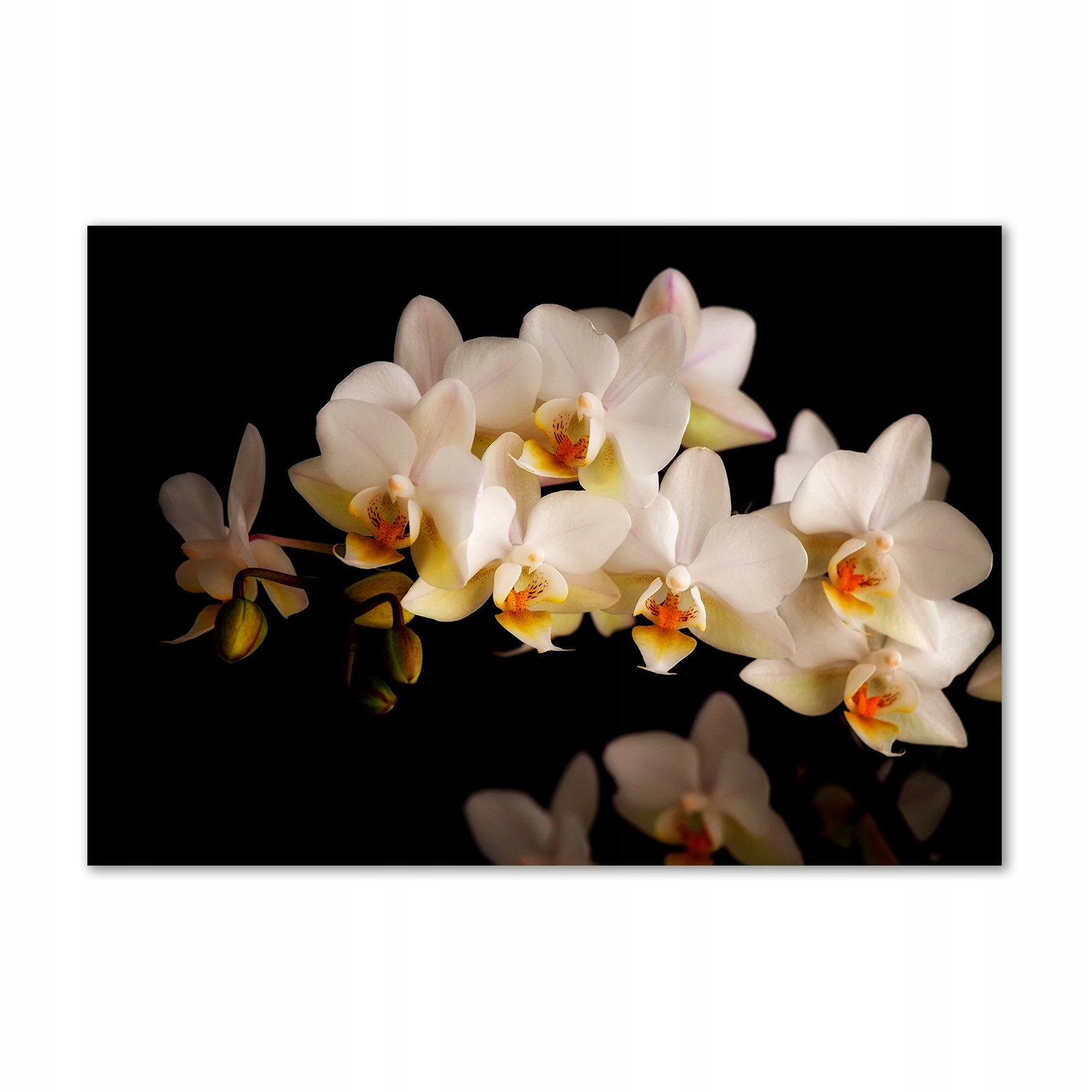 

Obraz zdjęcie na ścianę akryl Orchidea 100x70 cm