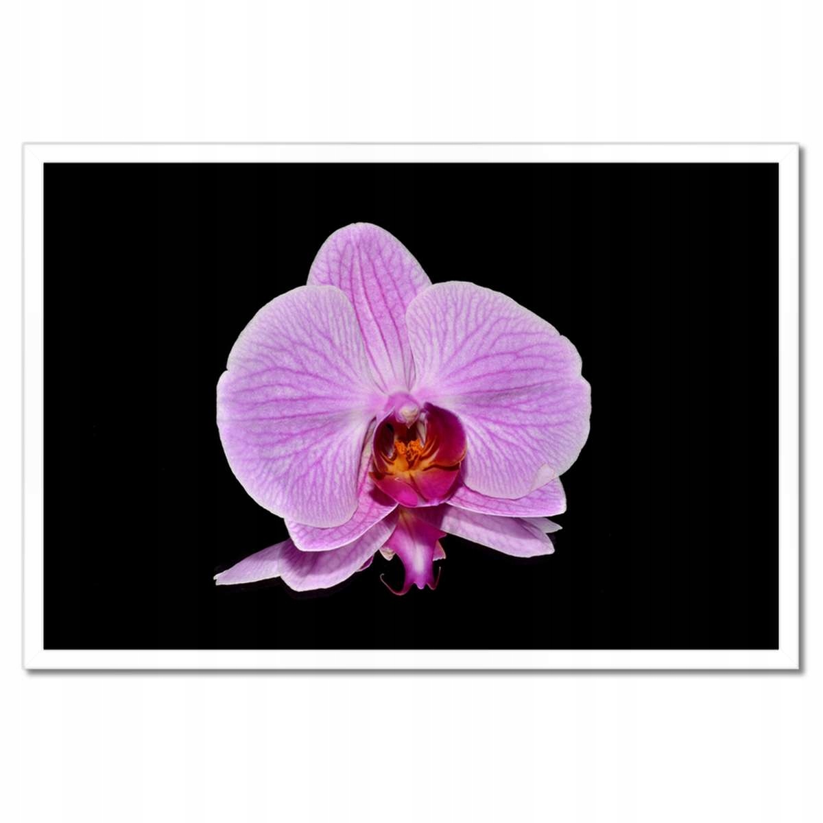 Plakáty v rámu 60x40 Fialový orchidej