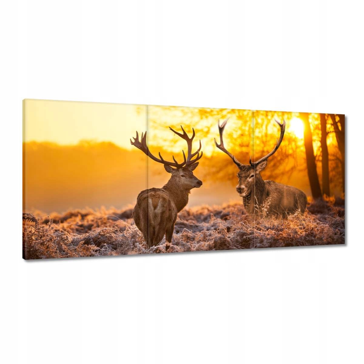 Obrazy 210x100 Jelenie ráno