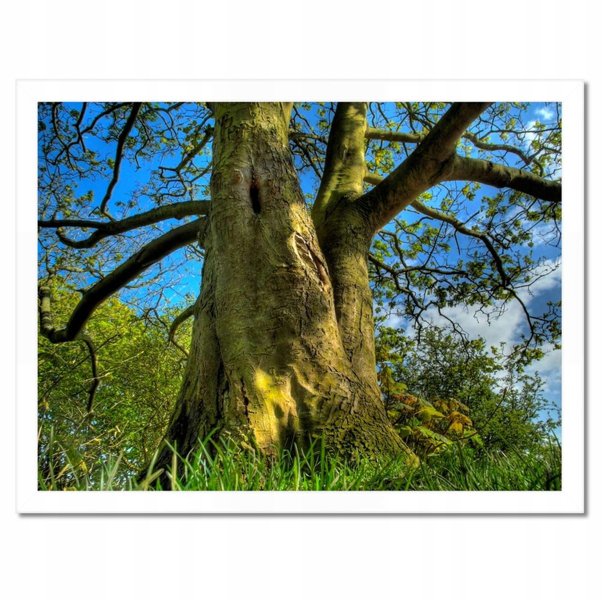 Plakáty v rámu 40x30 Silný strom