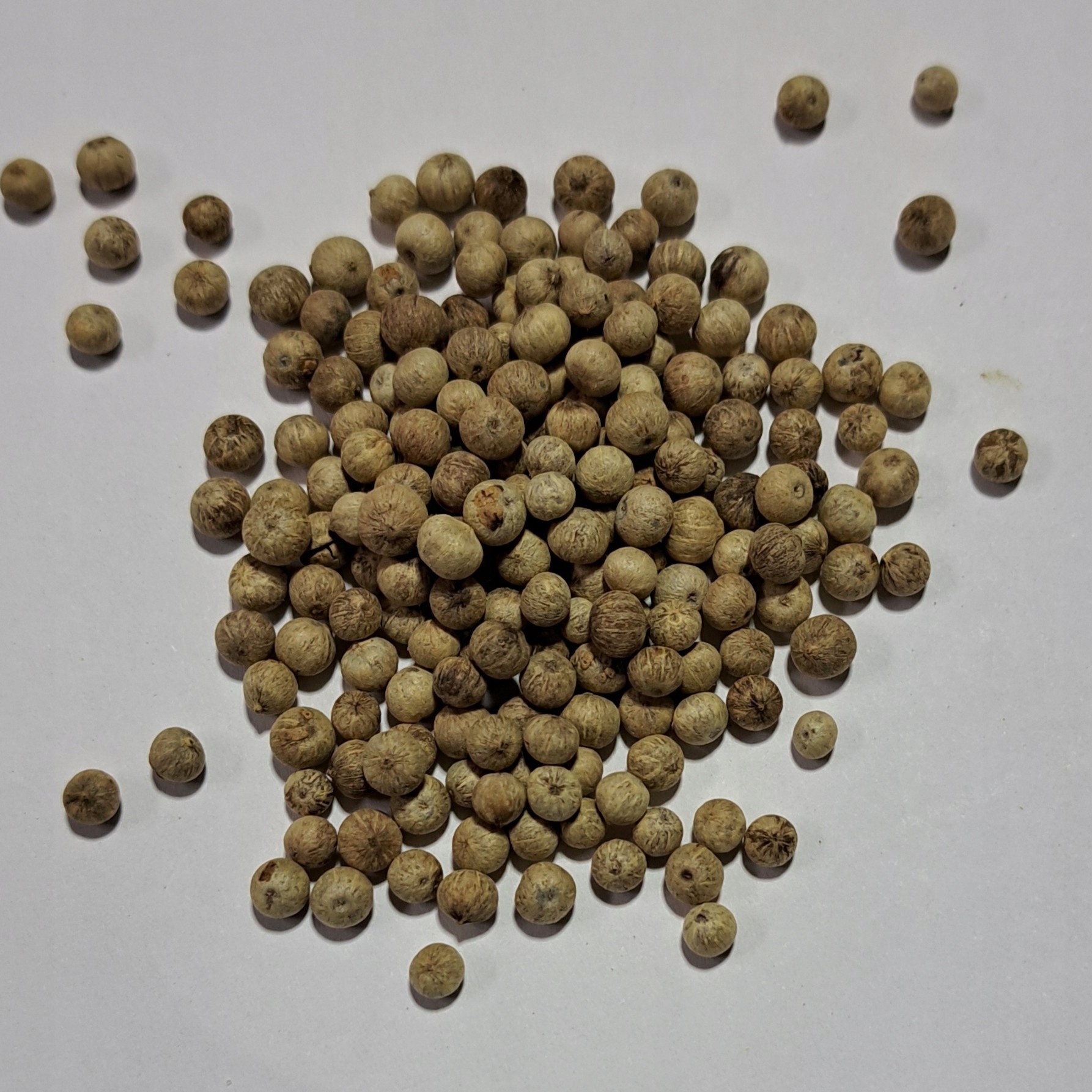 Levně Kampotský bílý pepř zrna 1 kg Rafex