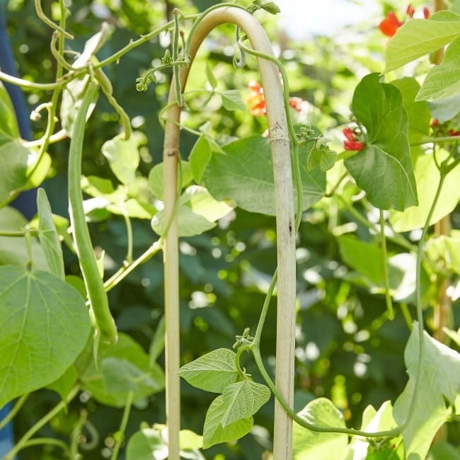 Pałąk bambusowy Verve pojedynczy 120 cm Rodzaj tyczka