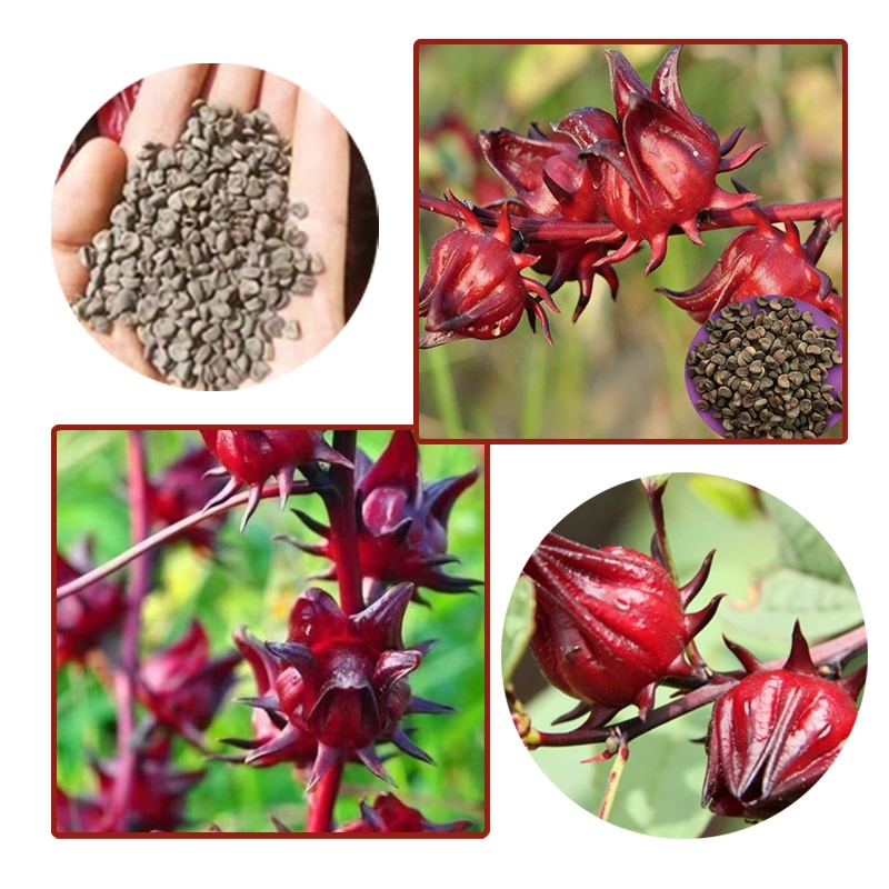 100 SZT. NASIONA KWIATU HIBISKUSA SABDARIFFA (LOŠONKA) - JADALNE OWOCE