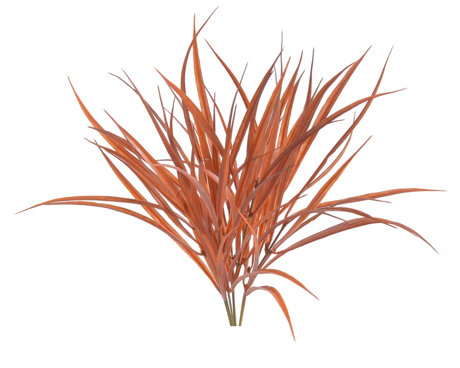 

Dracena Trawa Czerwona Roślina dekoracja Terrarium