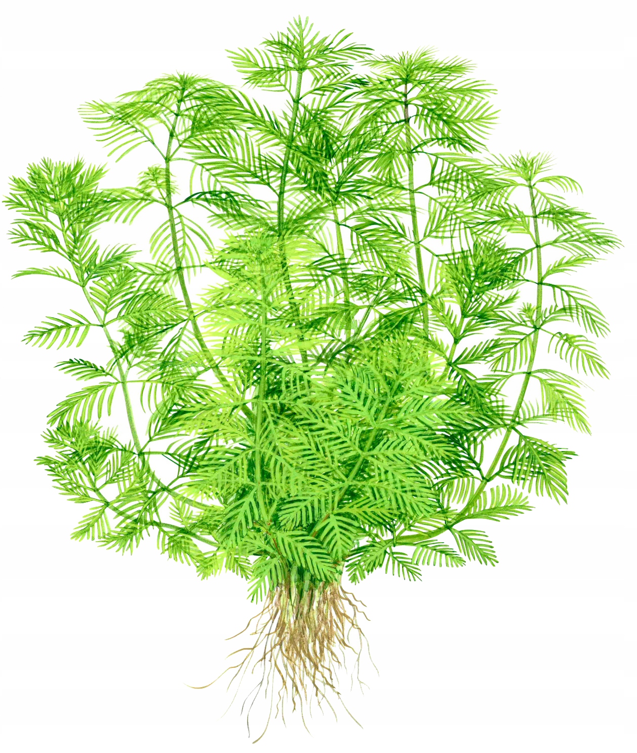 Myriophyllum mattogrossense - TROPICA (koszyk)