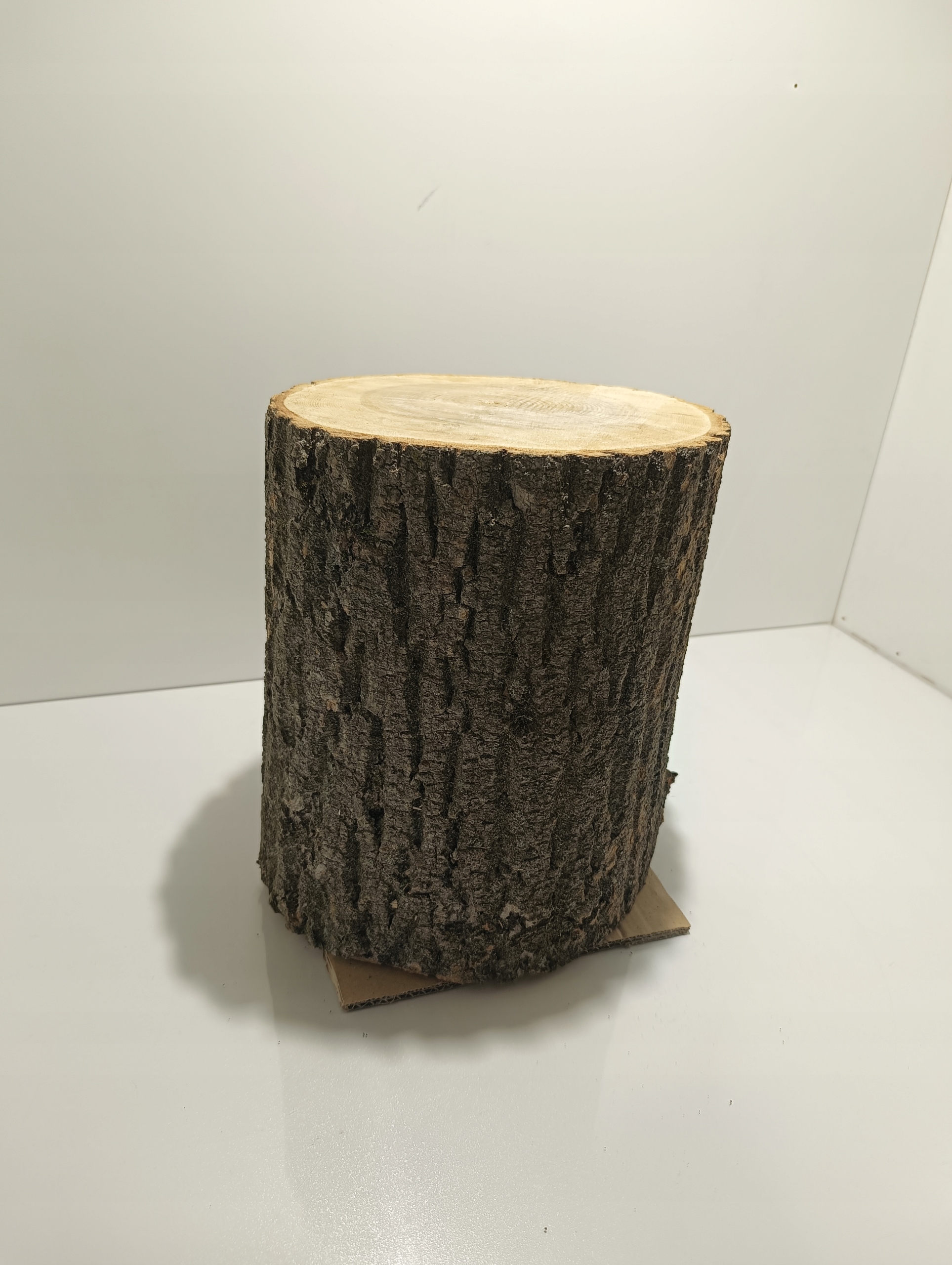 PNIAK JESIONOWY PIEŃ KLOCEK JESIONOWY BARDZO TWARDY ZDROWY ROZ. M 20-27cm Kod producenta 2720