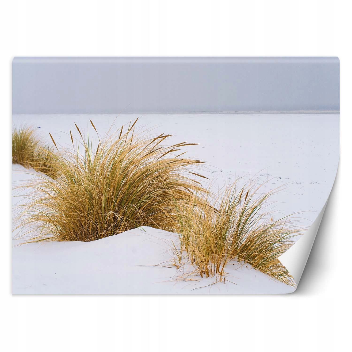 Fototapeta, Piesočné duny na zlatom piesku 400x280