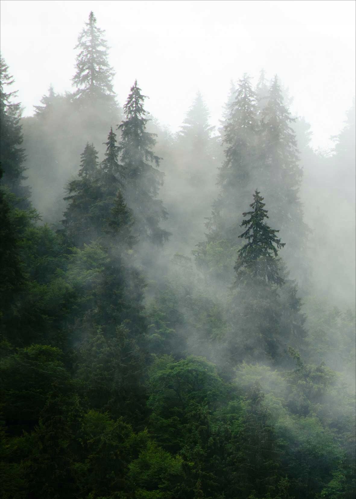 

Plakat Plakaty do ramki Las, Mgła, Drzewa 50x70