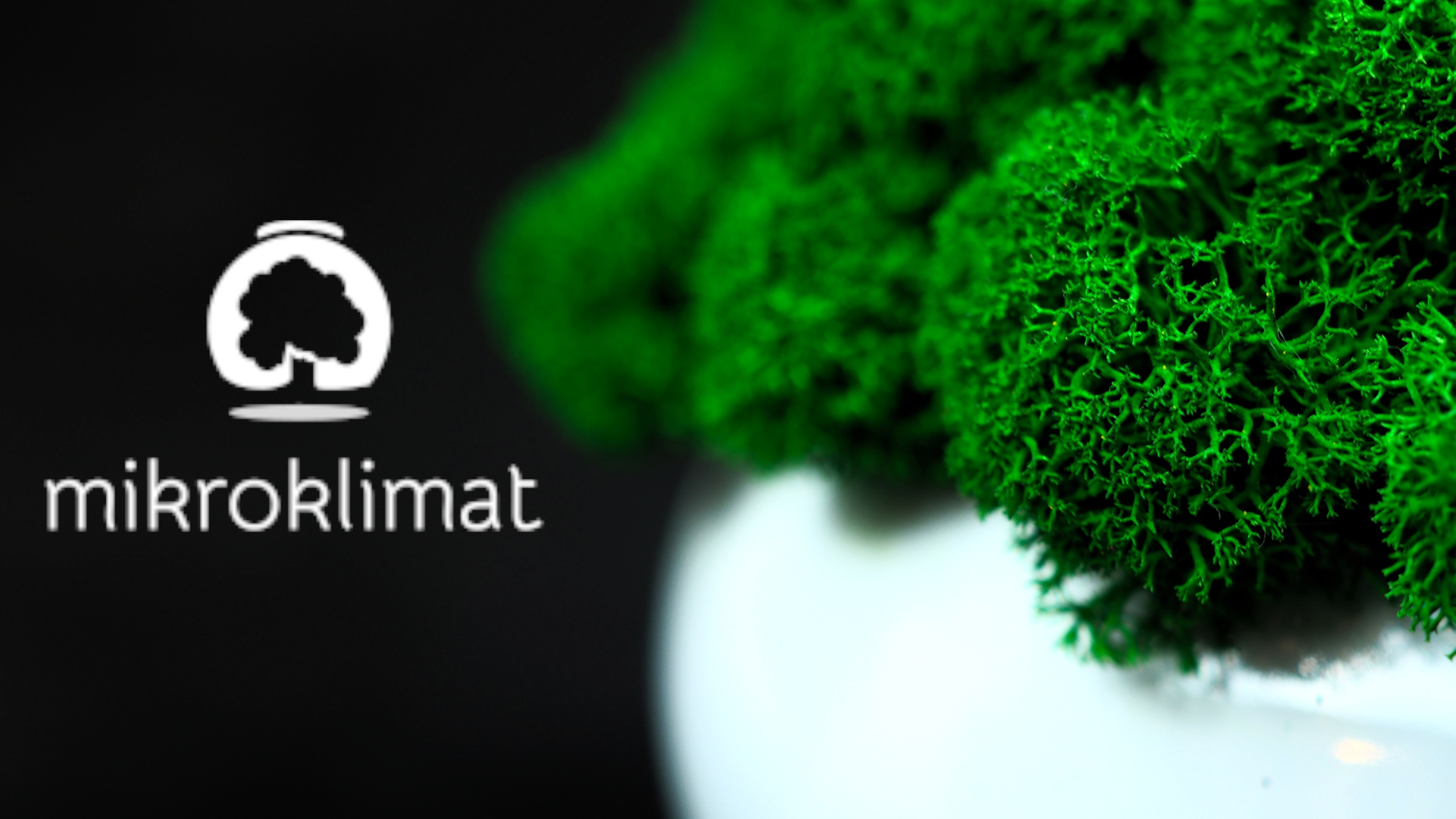 Doniczka z mchem chrobotek różne kolor MIKROKLIMAT Forma w doniczce, pojemniku