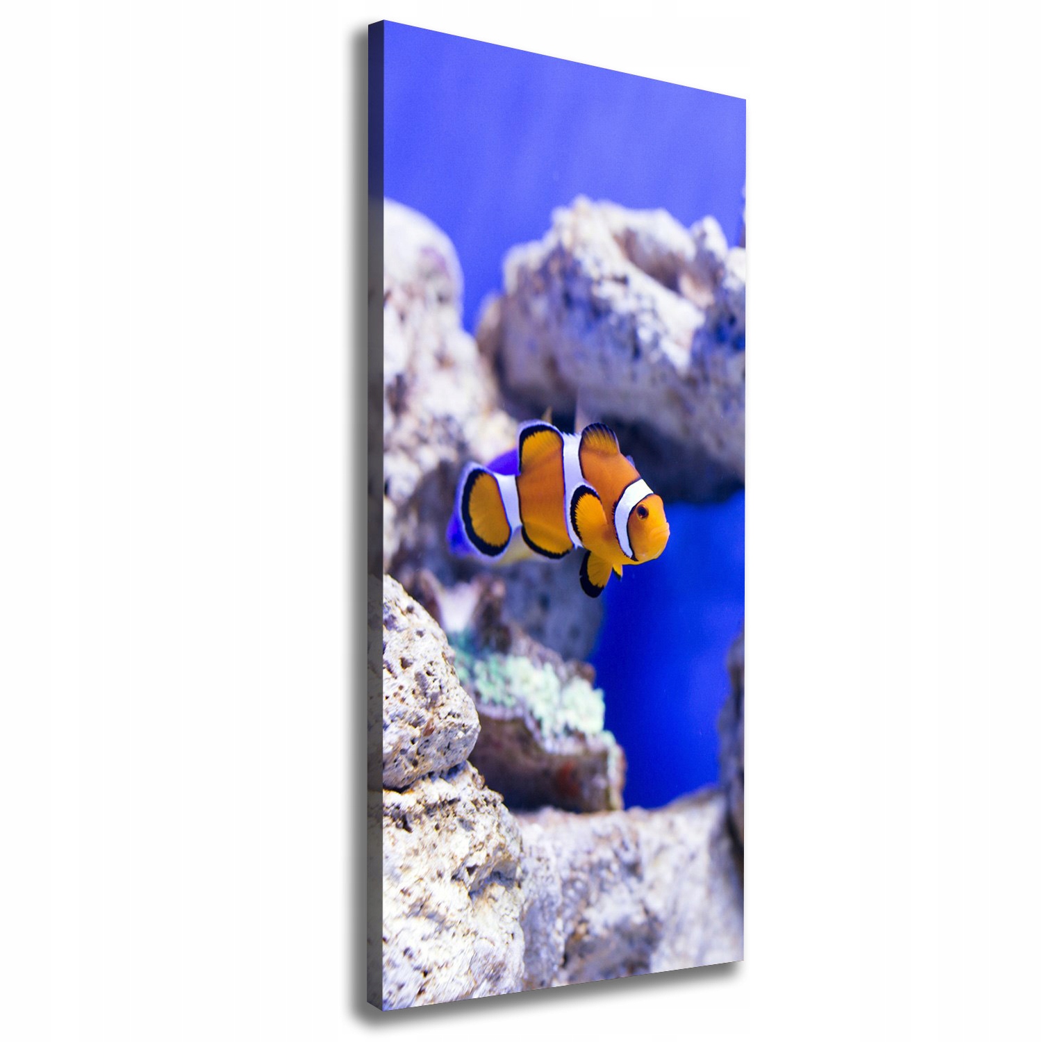 

Foto obraz na płótnie do salonu Ryba Nemo 50x125cm