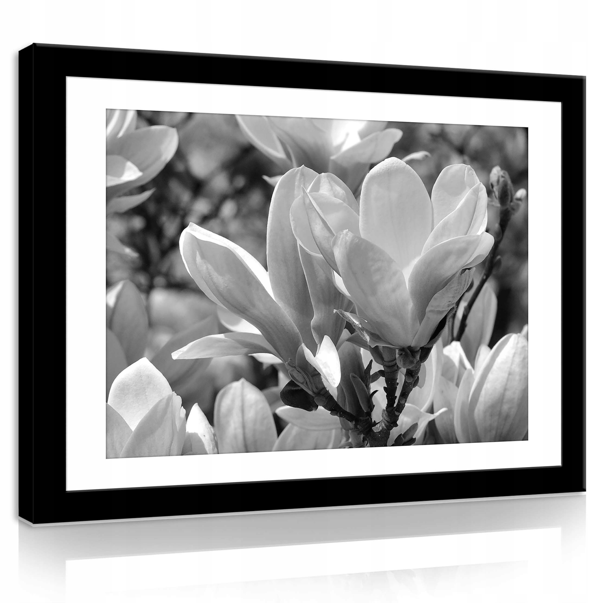 Obraz 100x75 Magnolie květiny černobílé přiblížení flóra příroda elegance