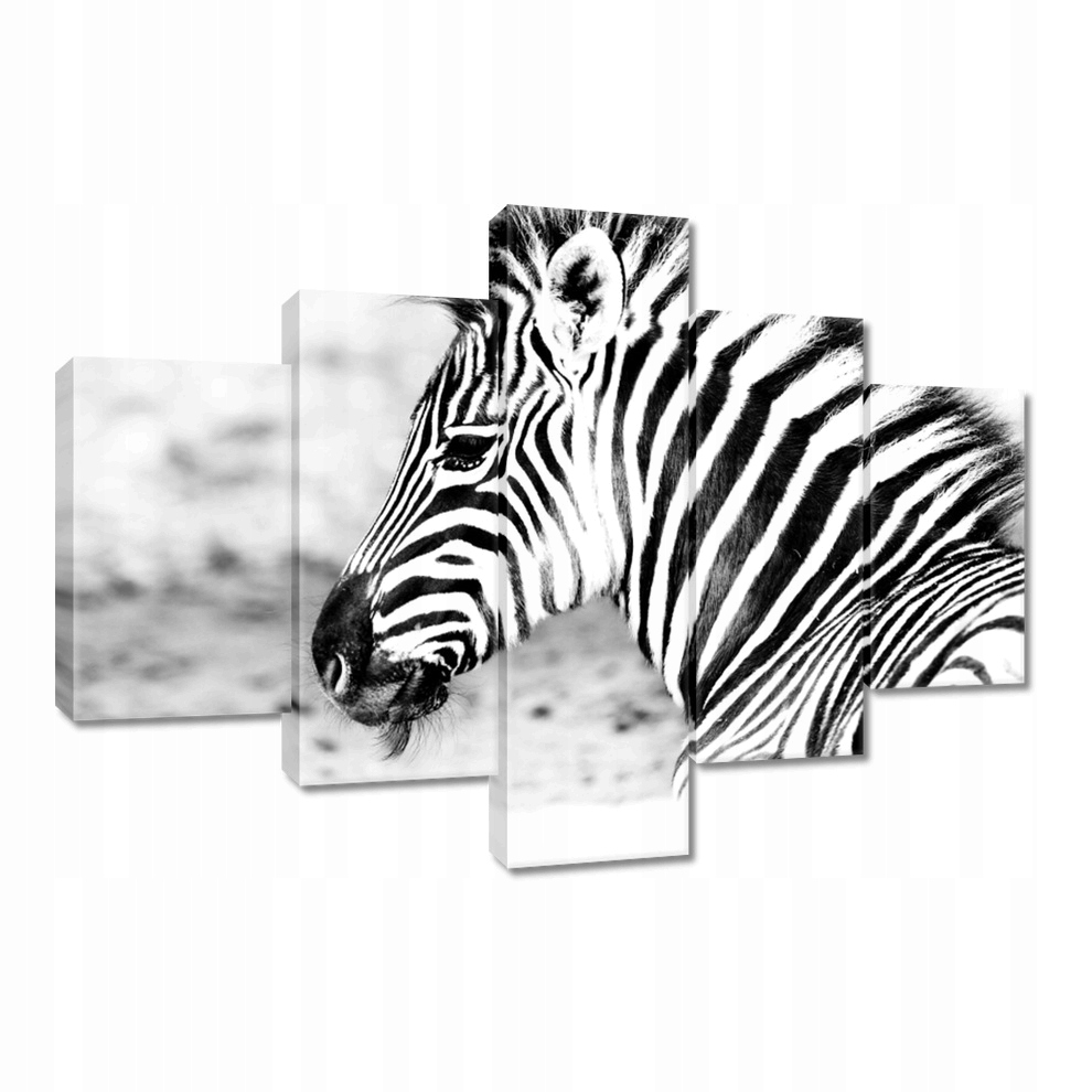 

Obrazy 100x70 Zebra Paski