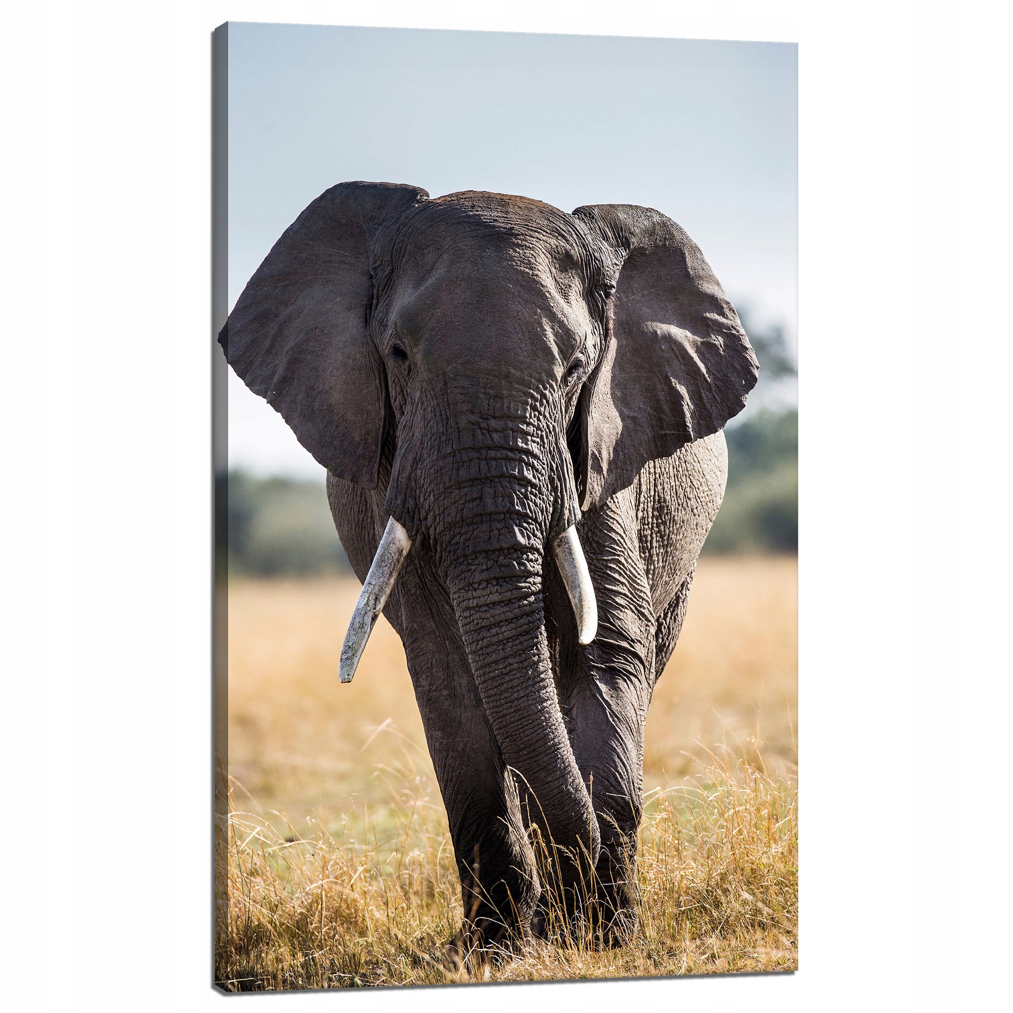 Obraz na plátně Velký šedý slon Savana Afrika 60x100 cm