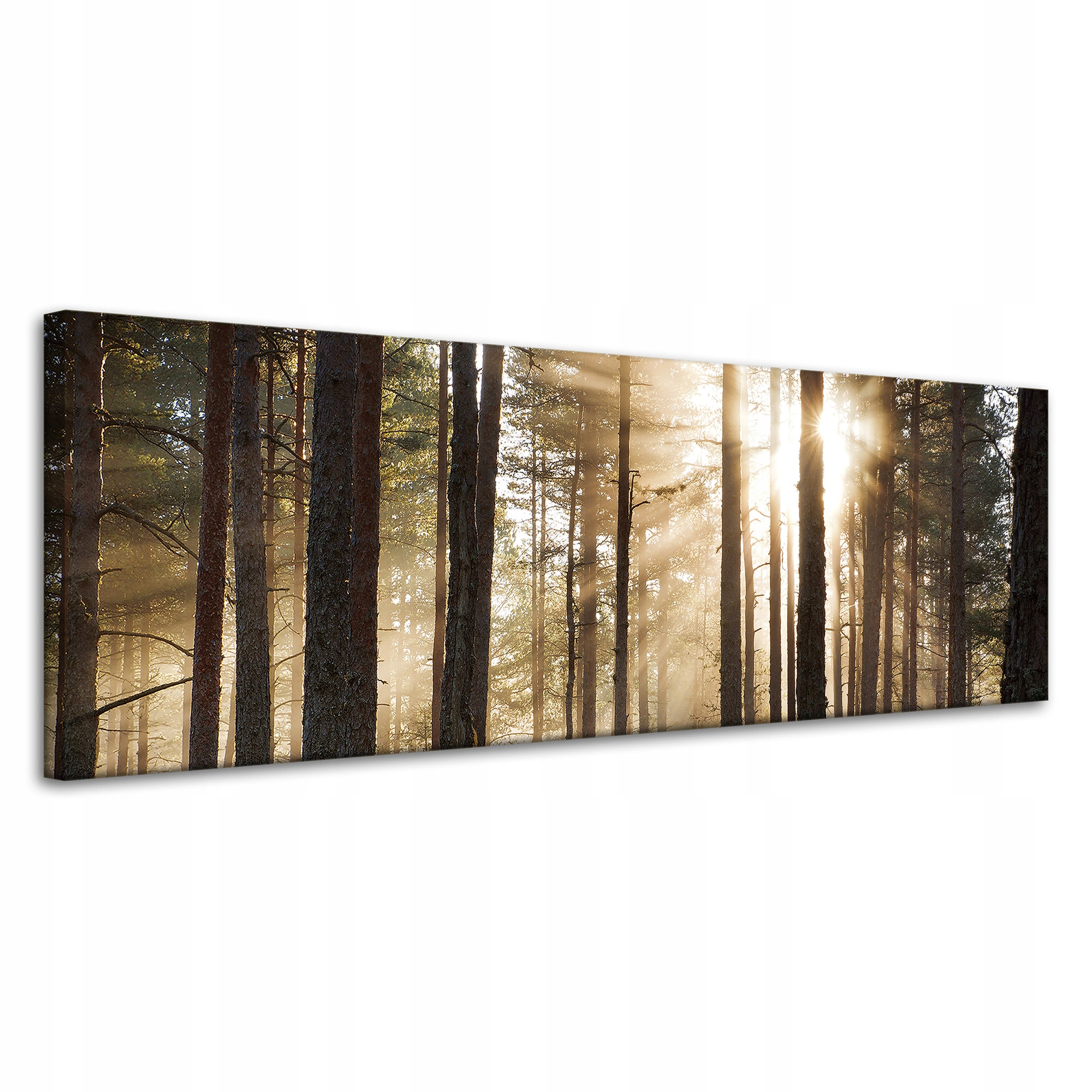 Obraz na plátně Slunce v lese Studené barvy Tráva 120 x 40 cm