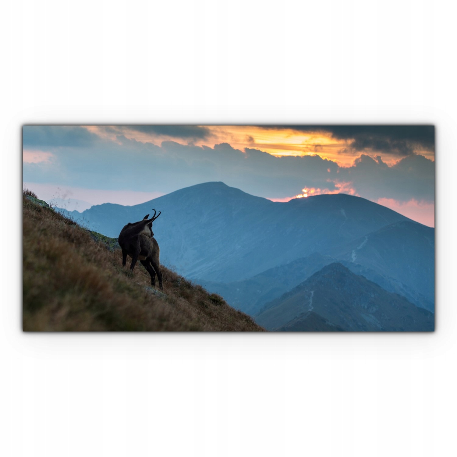 

Canvas płótno do sypialni 120x60 Koza Zwierzę Góry