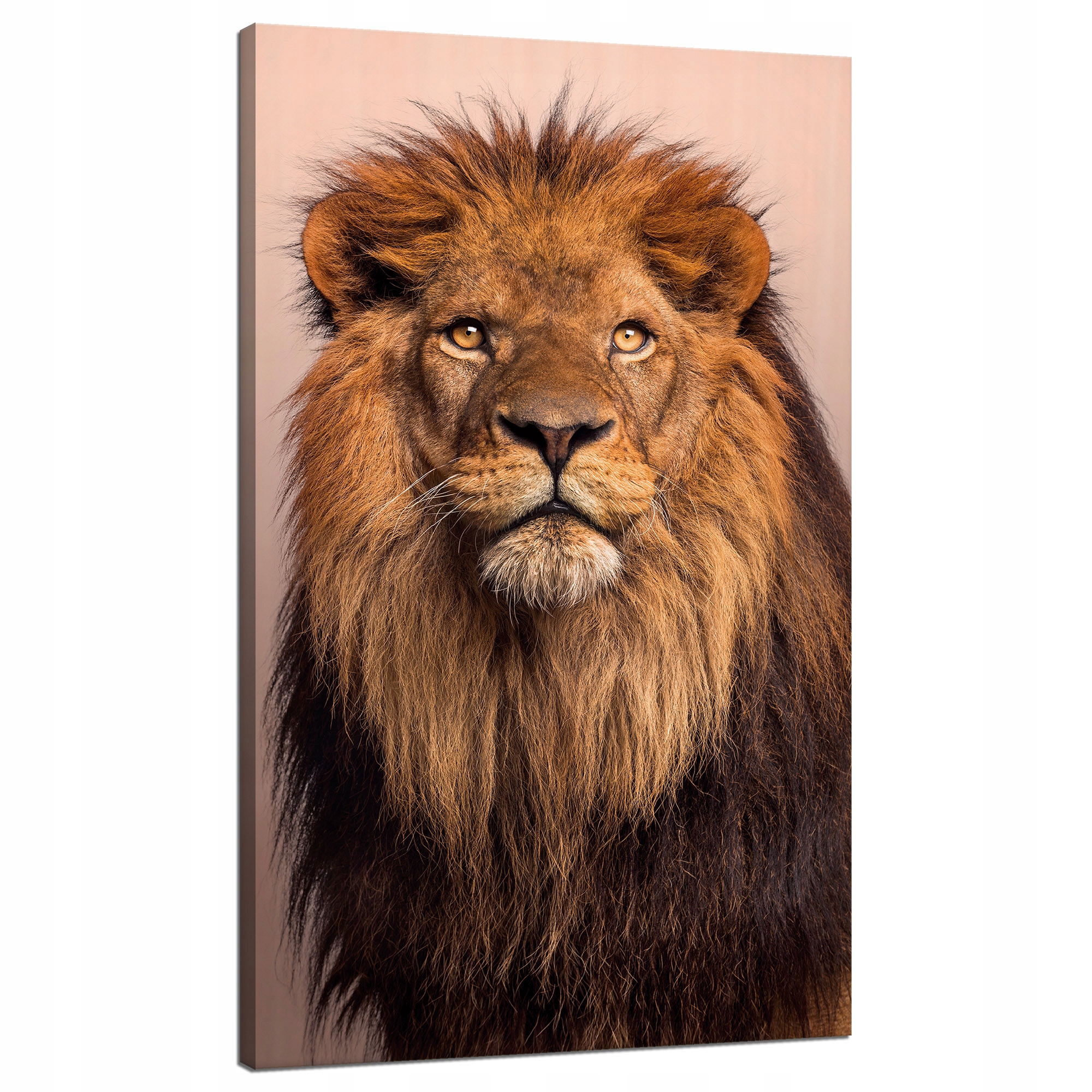 Obraz na plátně Tvář lva Krása Hříva Vlasy 70x120 cm