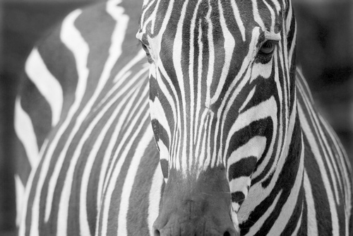 

Fototapeta flizelina na wymiar Zebra 2