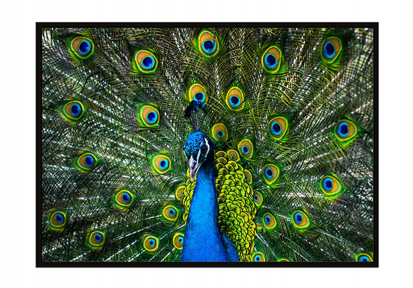 

Obraz Plakat W Ramie 53x73 cm Paw P956