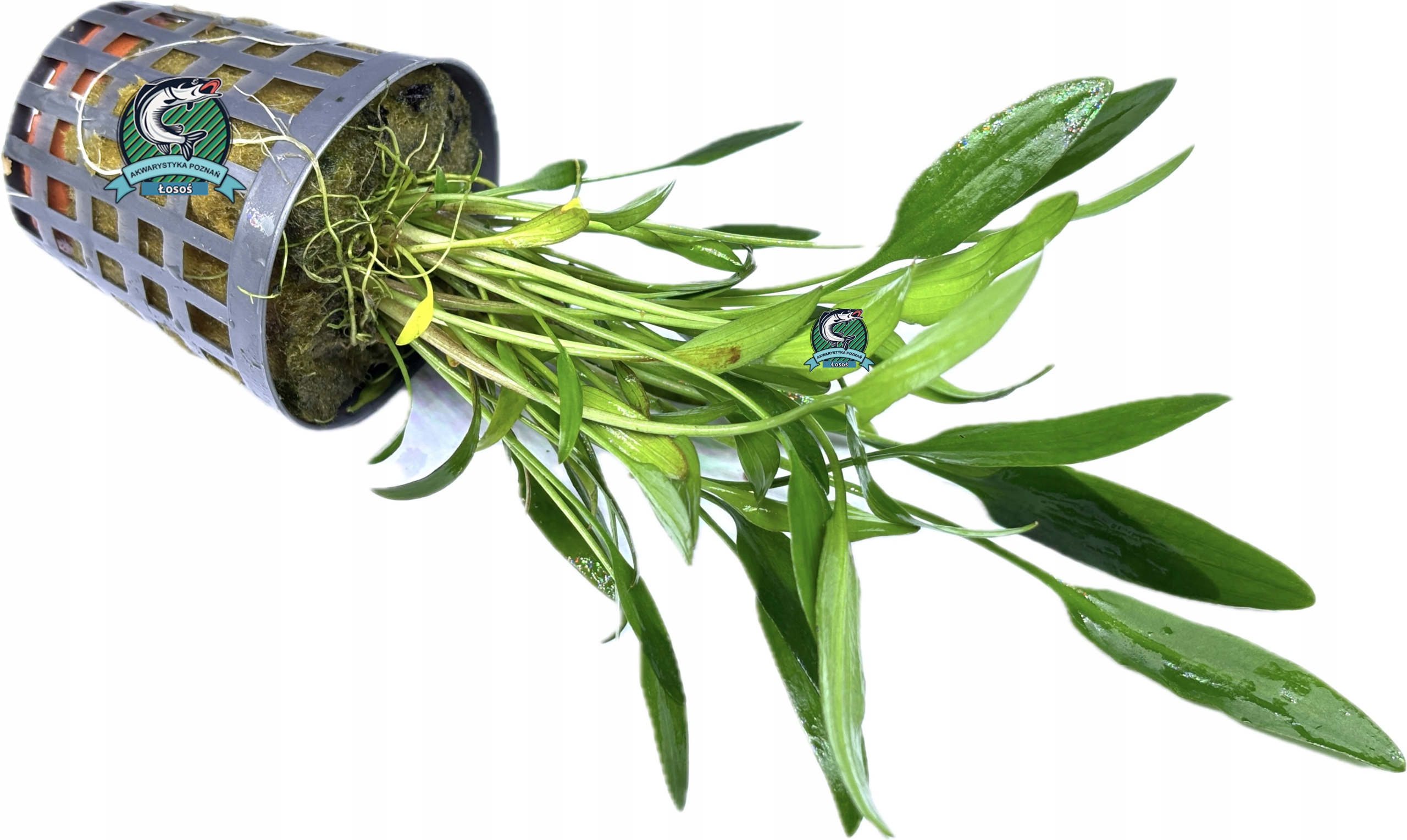 Cryptocoryne nevillii [koszyk]