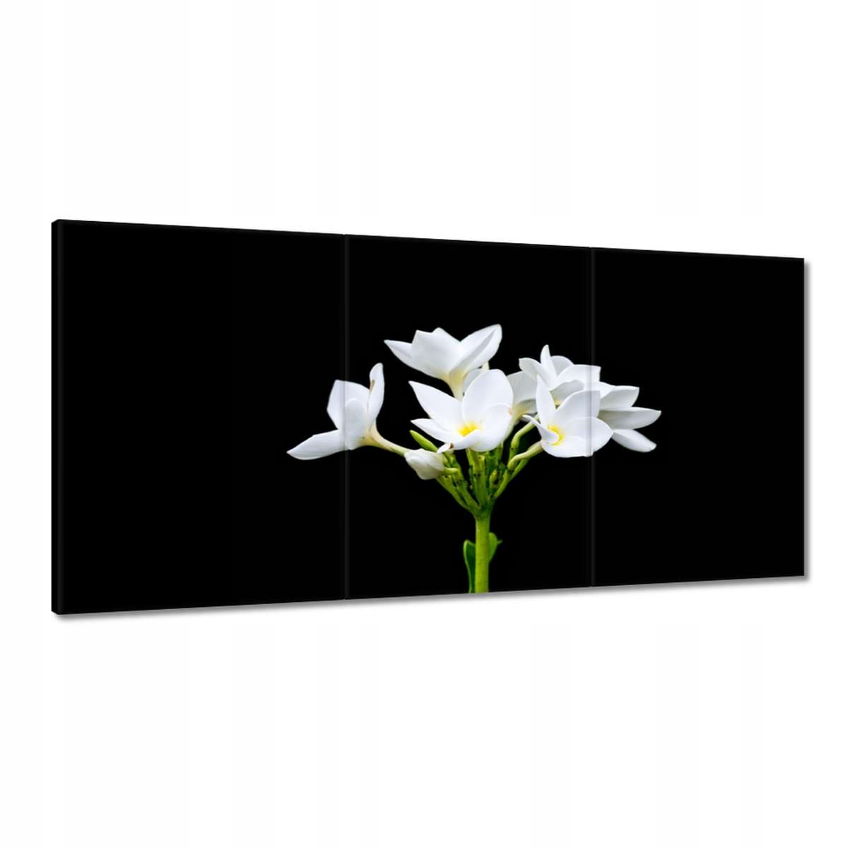 Obrazy 180x90 Kvet Frangipani plumeria