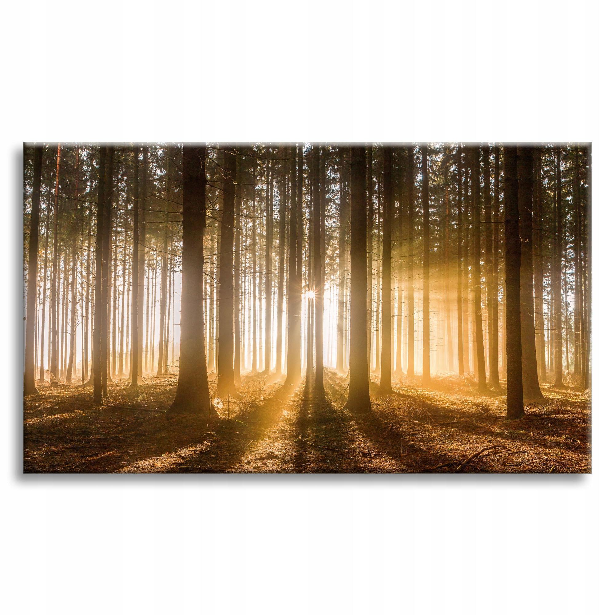 Obraz na plátně Slunce v lese Světlo Stromy 90x60 cm
