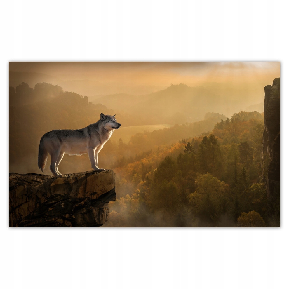 

Fototapety flizelina 416x254 Wilk na skarpie