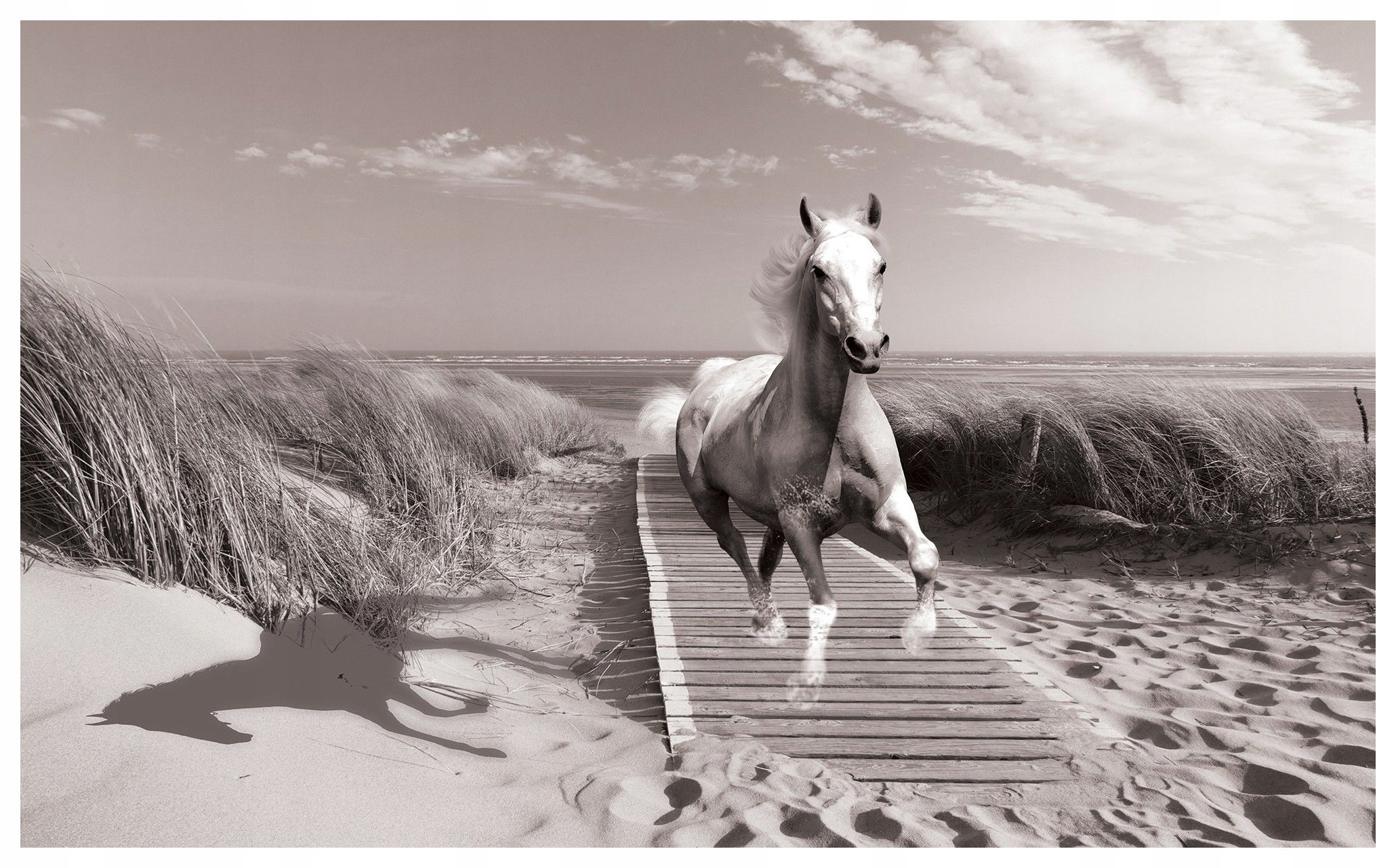 Tapeta Biely kôň Pláž Monochromatický Krajina Piesočné duny Cesta 300x210 lepidlo