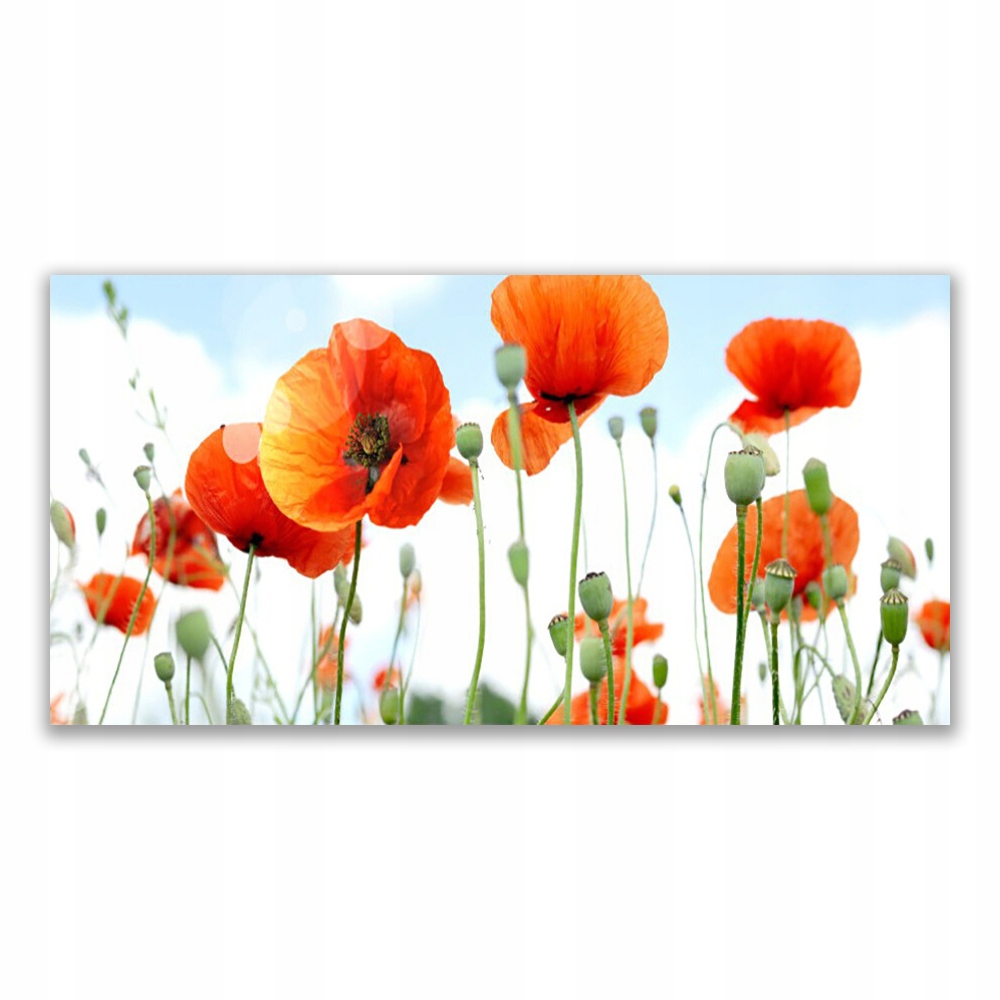 

Obraz akrylowy 140x70 Kwiaty Maki Łąka Pole Natura