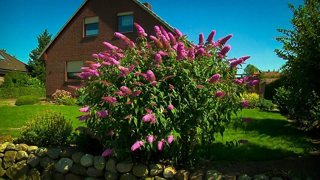 BUDLEJA PINK DELIGHT - PACHNĄCA WABIĄCA MOTYLE Nazwa łacińska buddleja davidii