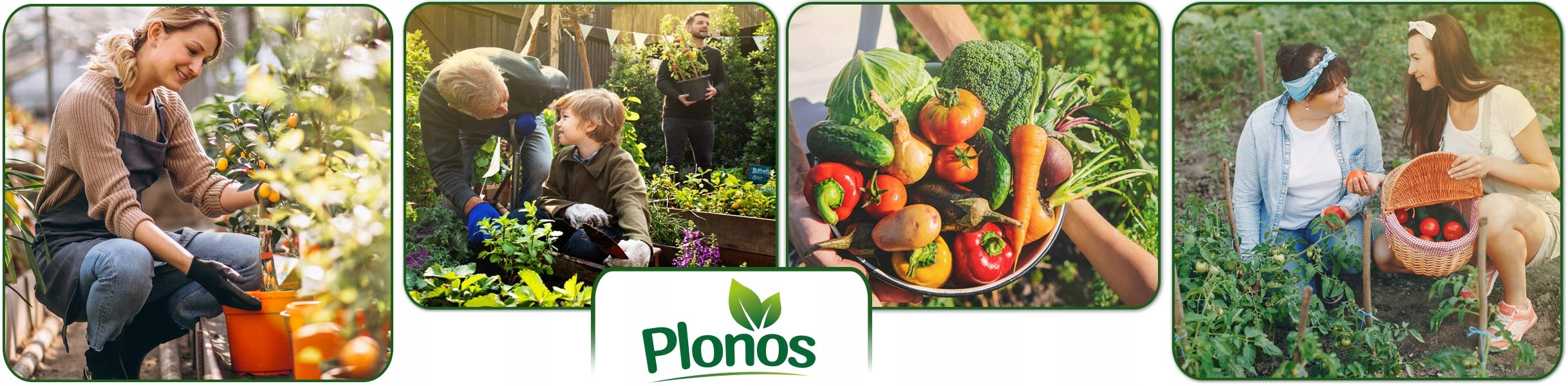 TUNEL FOLIOWY OGRODOWY SZKLARNIA 2x3m FOLIAK 6m2 Liczba okien 6