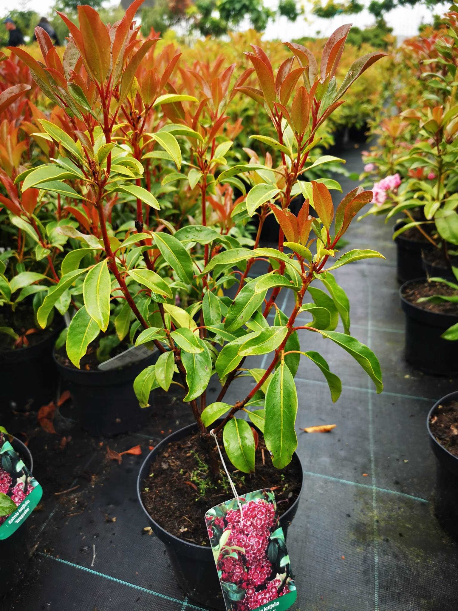 Kalmia szerokolistna KEEPSAKE zimozielona • Cena, Opinie • Drzewa i