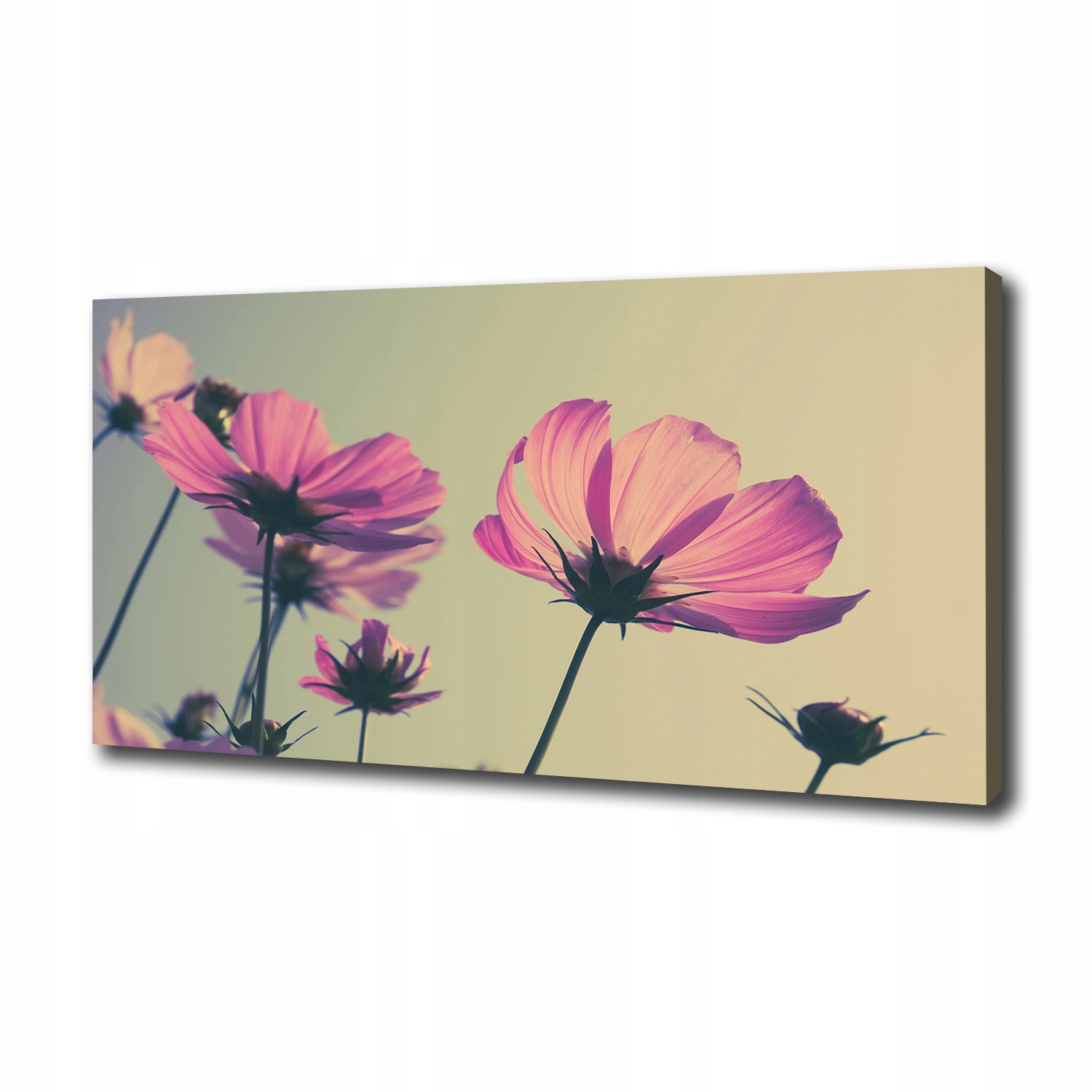 

Foto obraz na płótnie Różowe kwiaty 100x50 cm