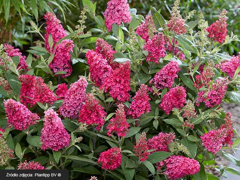Budleja Little Ruby motyli krzew PACHNĄCA C3 • Cena, Opinie • Drzewa i ...