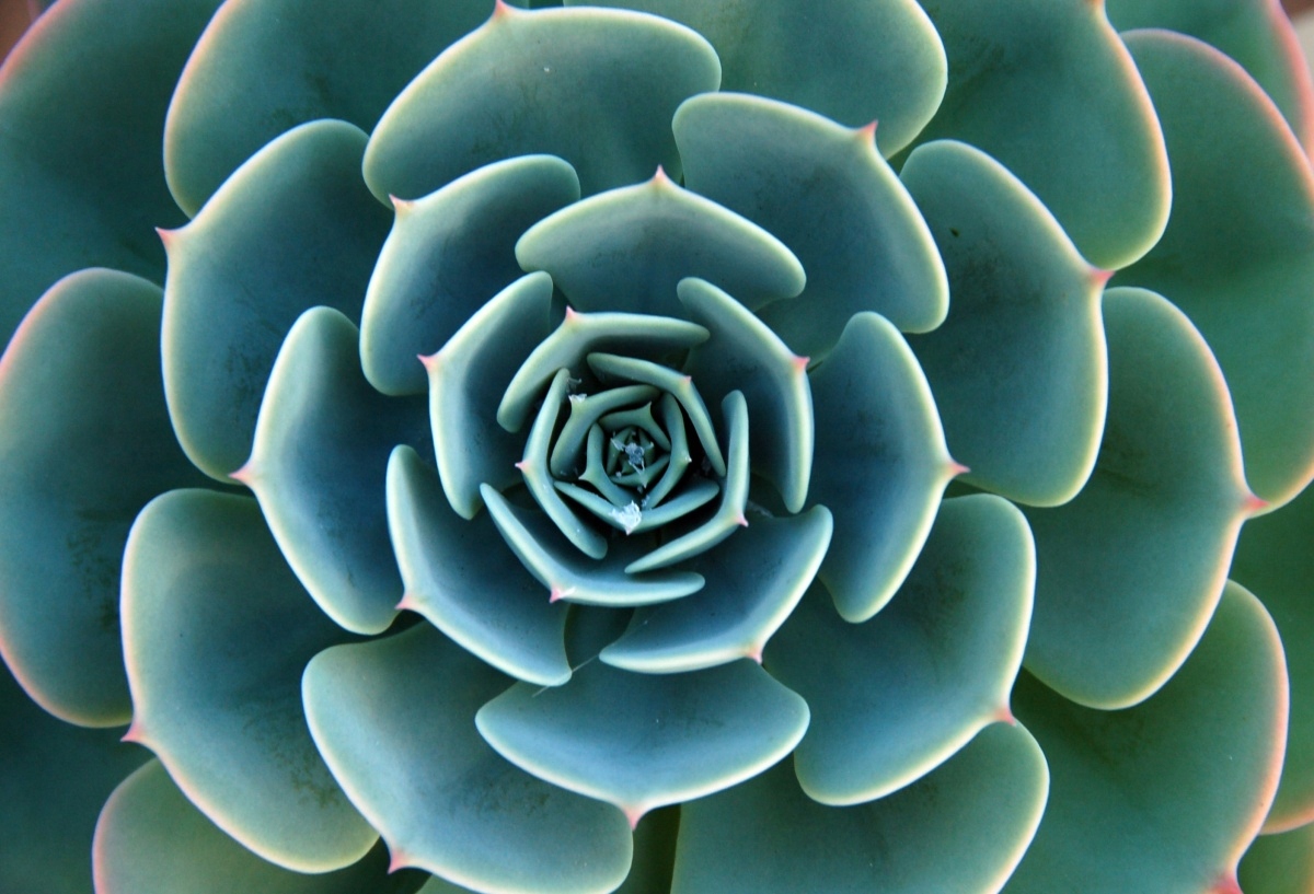 

Fototapeta Flizelinowa Aloes Zielony - 104x70