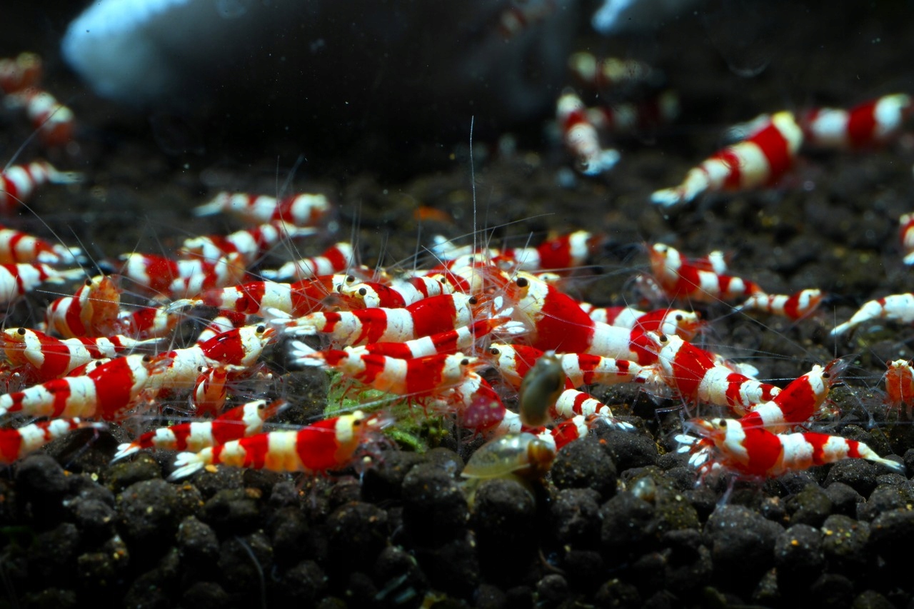 Креветки Crystal Red
