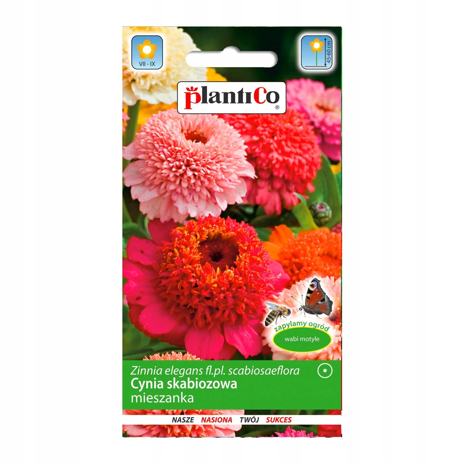 Cynia daliowa skabiozowa