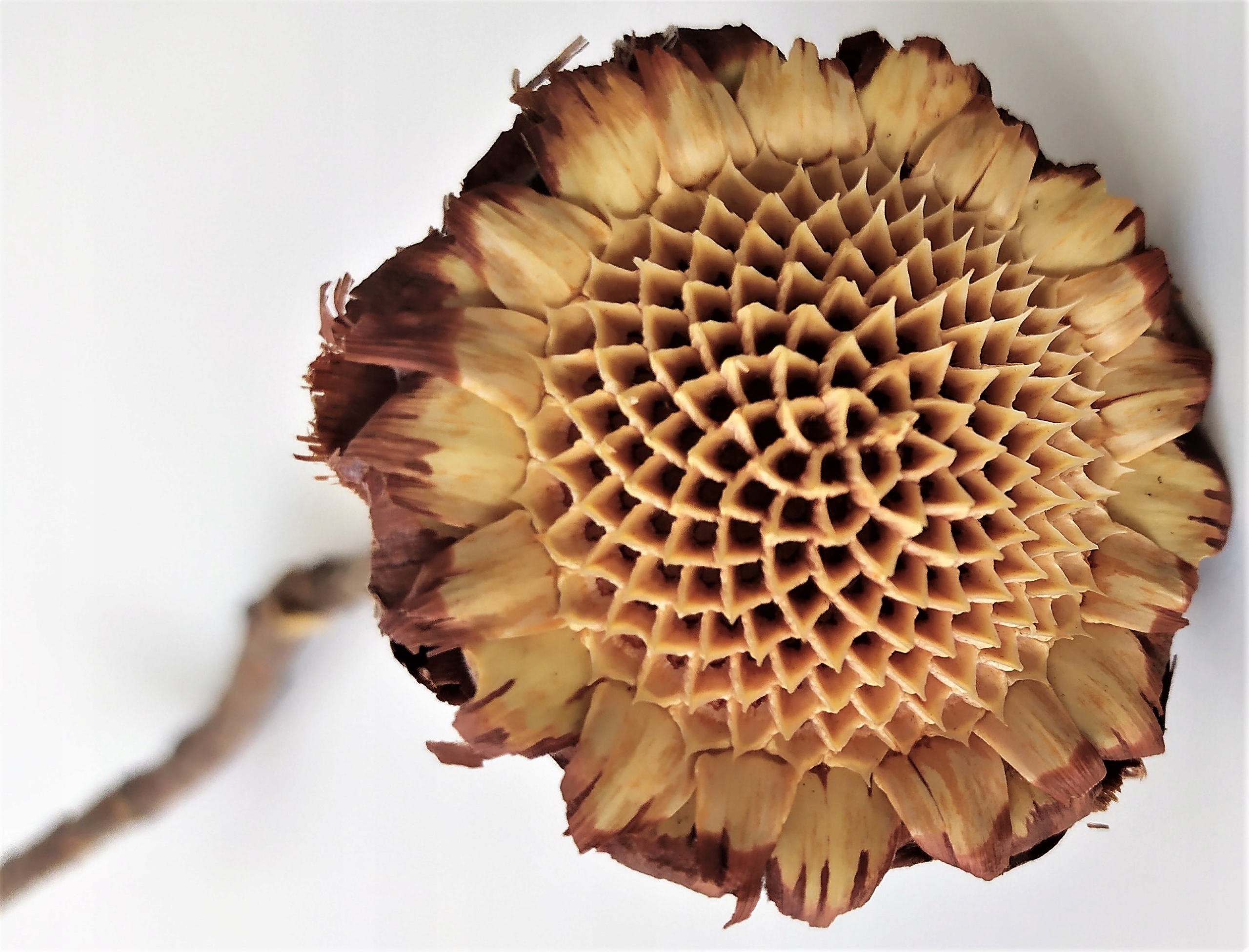 

Protea liana gałąź terrarium