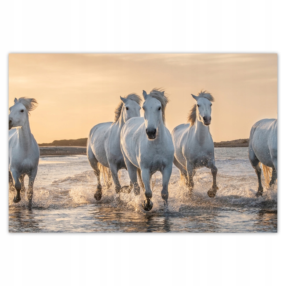 

Plakaty 93x62 Dzikie konie Wild Horses