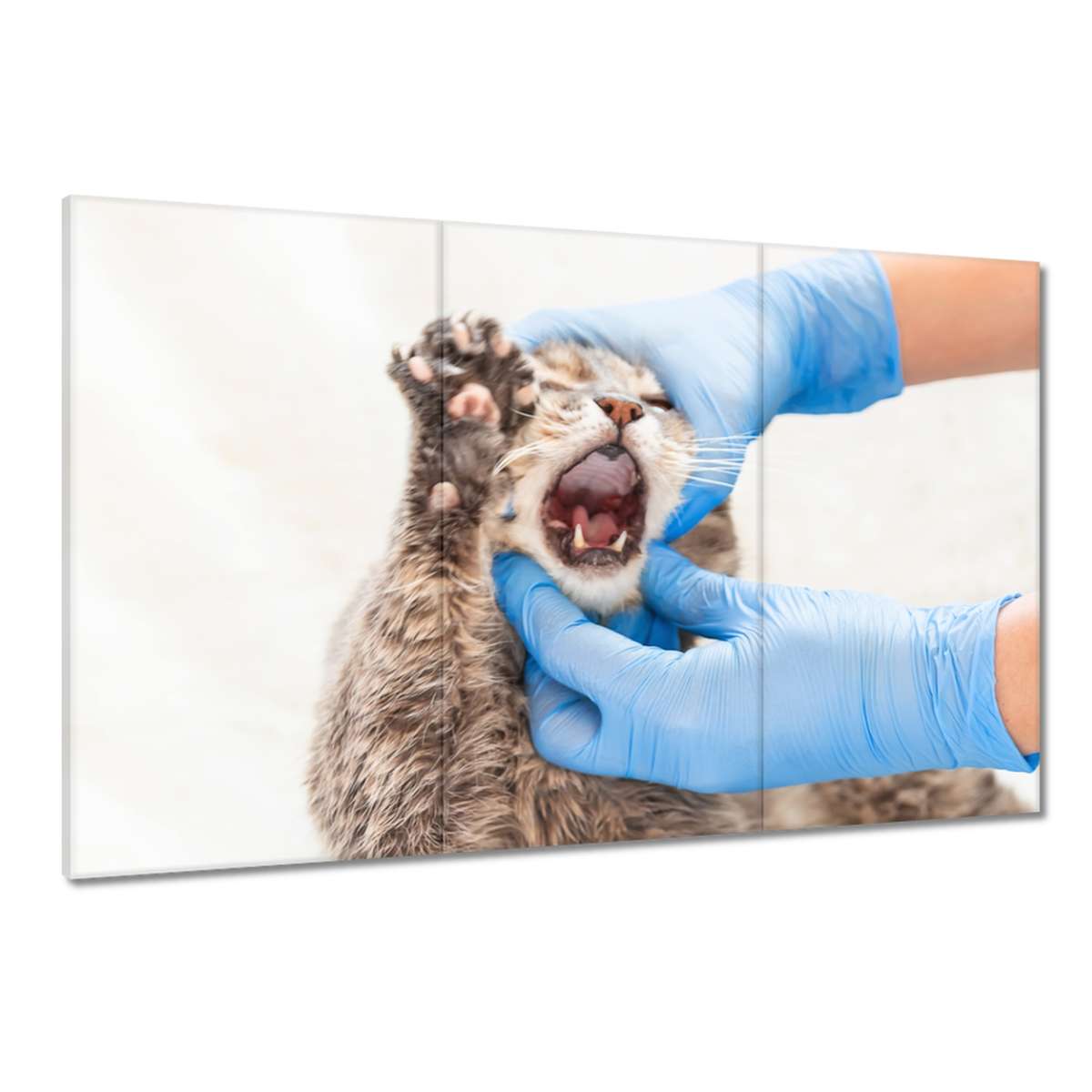 Obrazy 120x80 Veterinární medicína