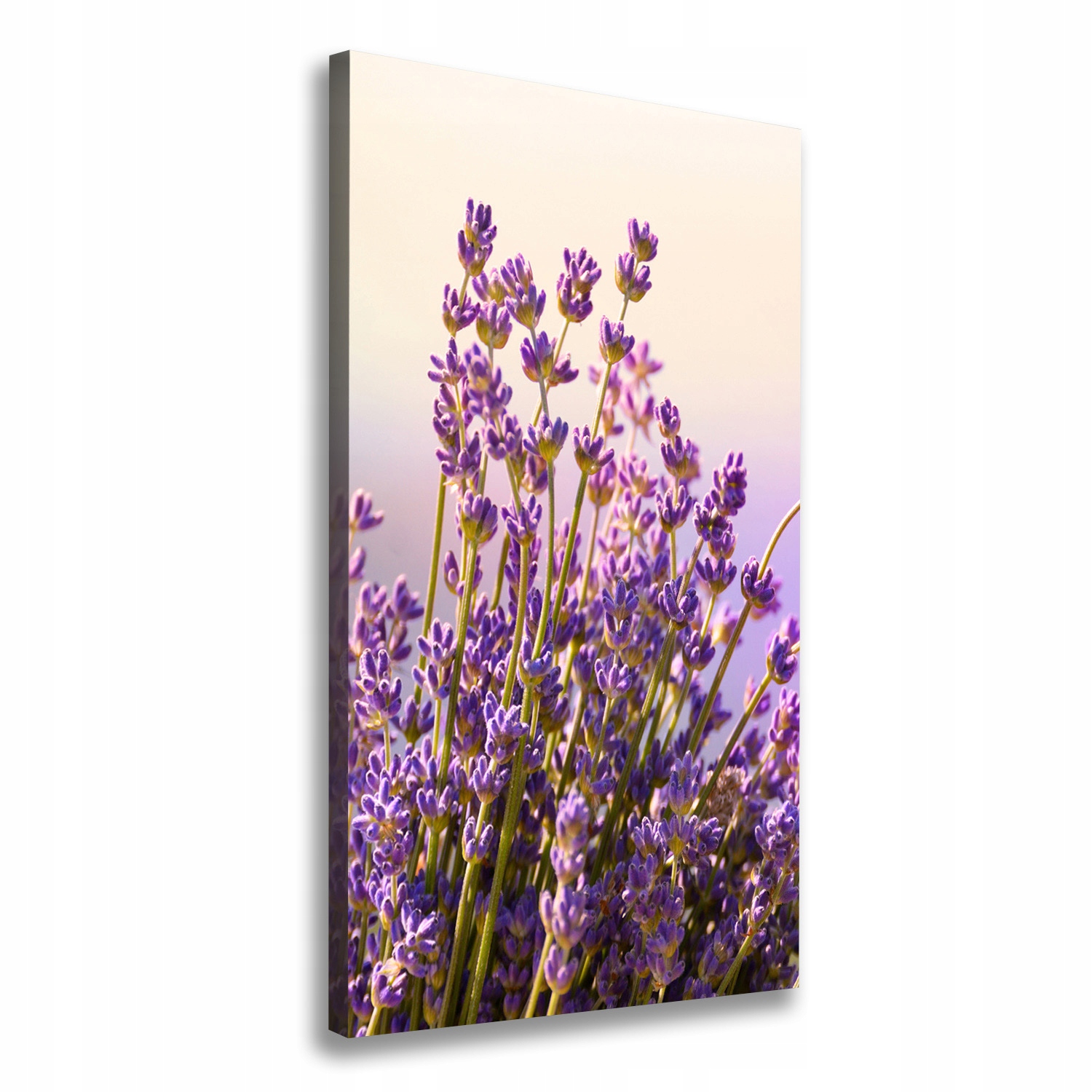 

Nowoczesny obraz canvas na ramie Lawenda 70x140 cm