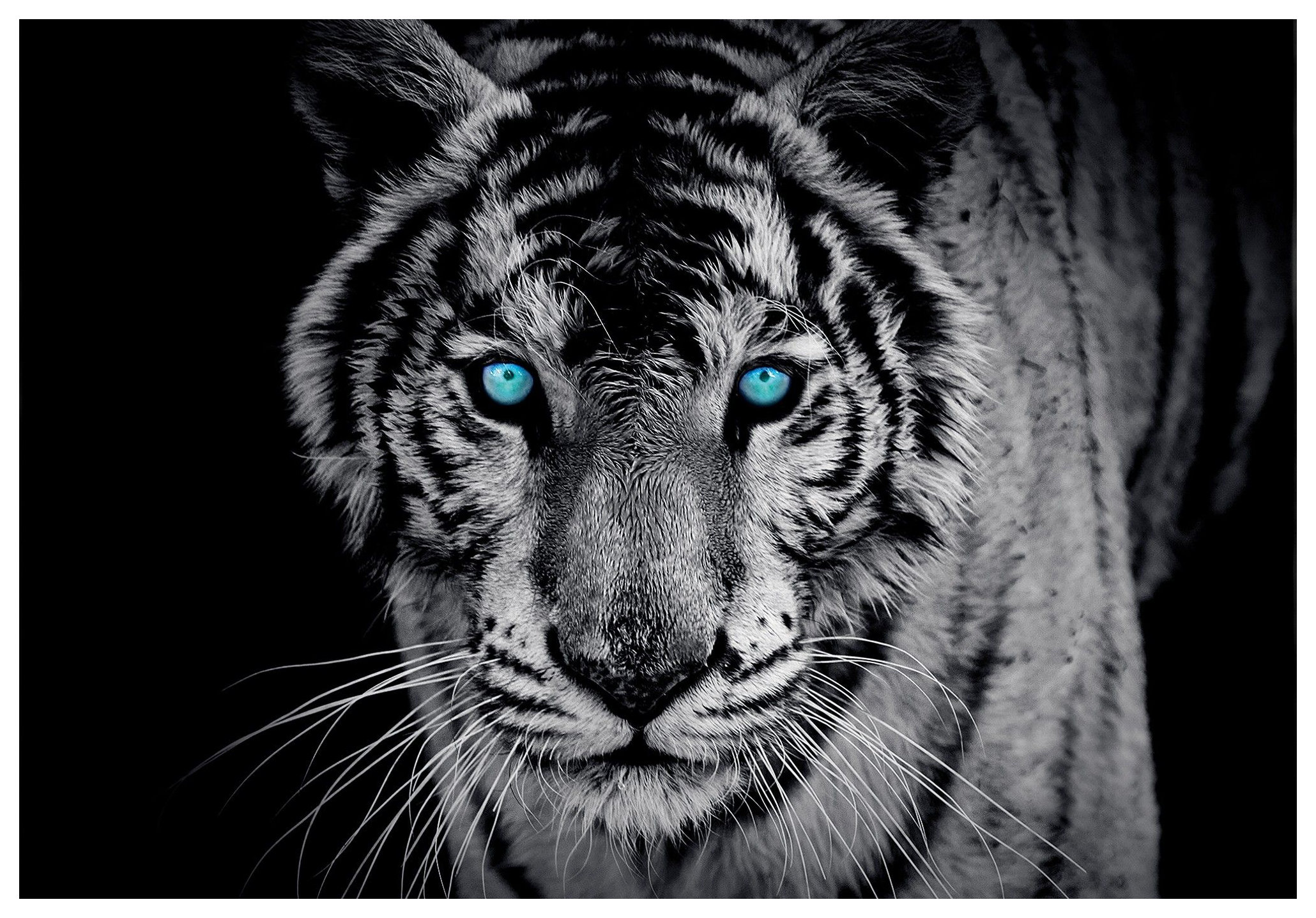 Fototapeta Bílý tygr vinyl 416x254 příroda síla a styl ve vašem domě lepidlo