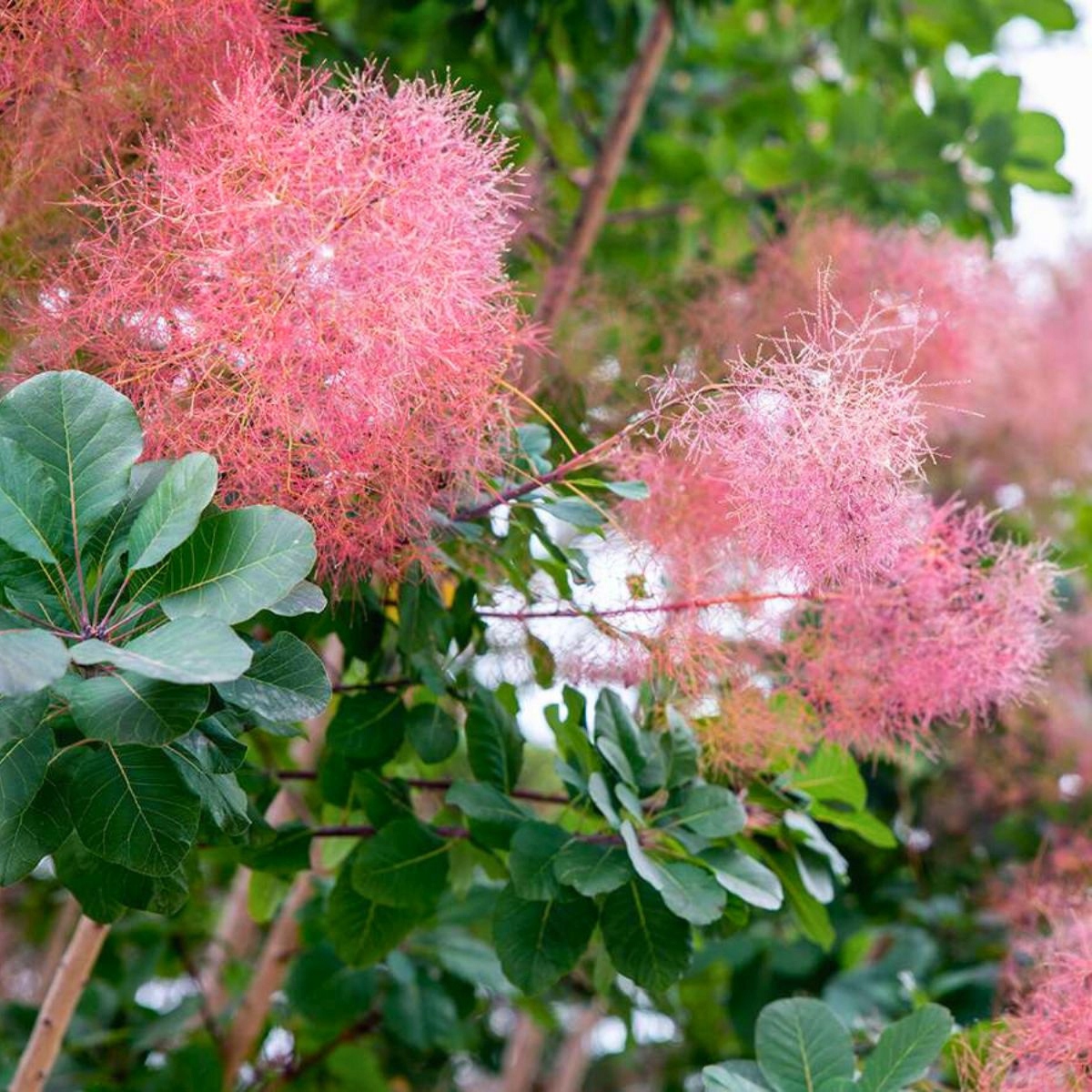 Perukowiec podolski Follis Purpureis (C2)