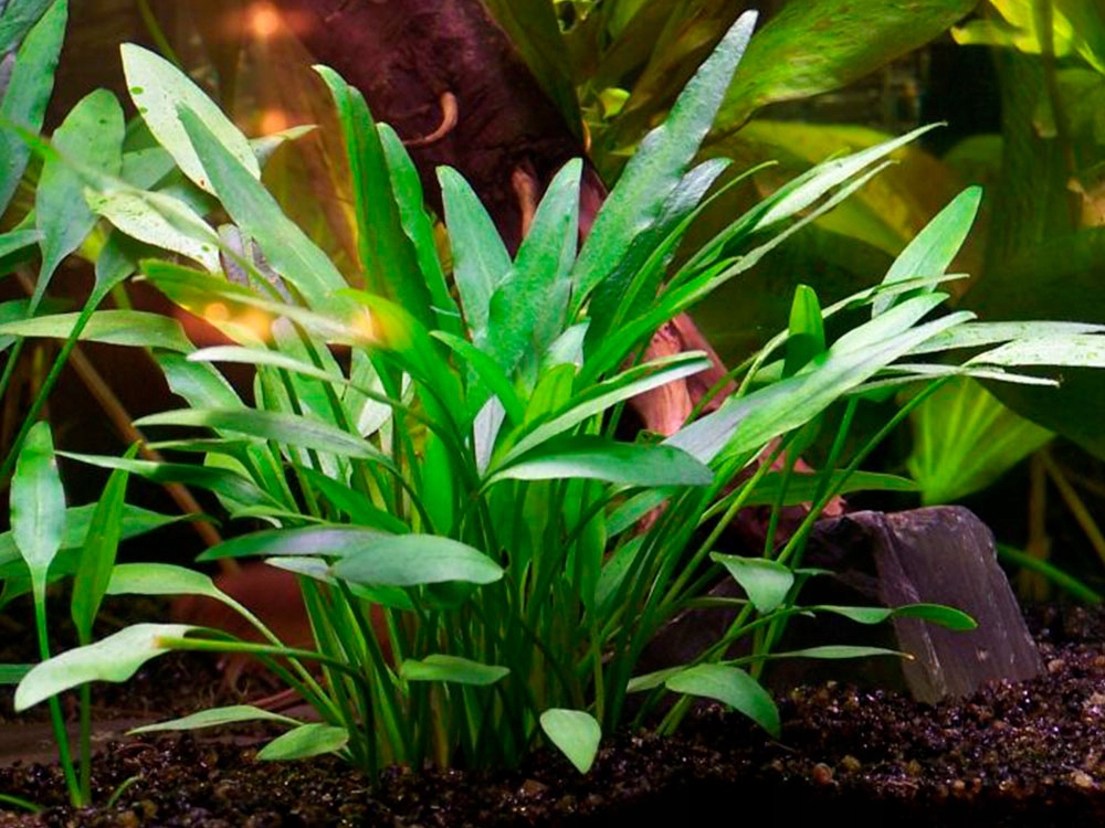 Cryptocoryne NEVILLII, młode sadzonki! wąski liść