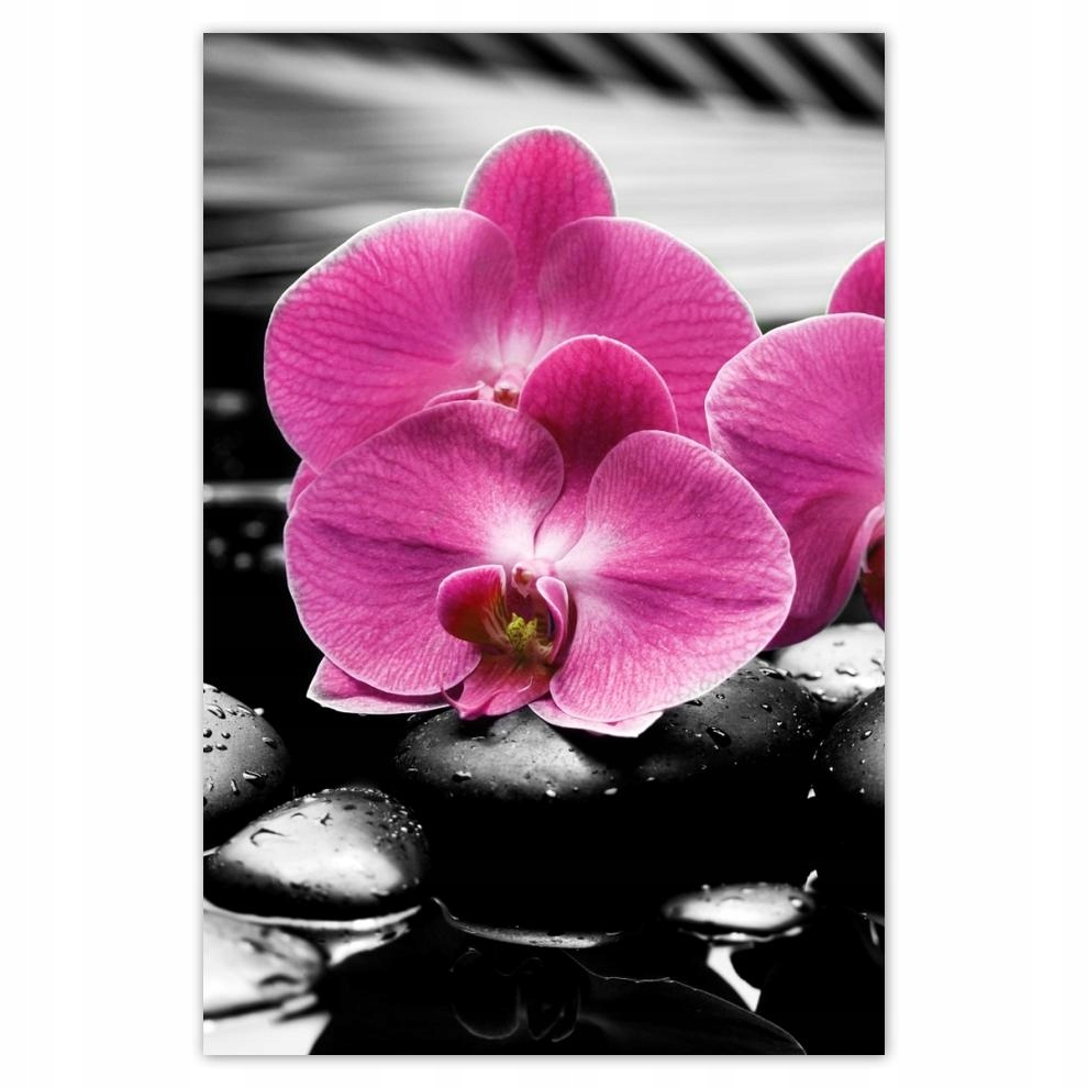 

Plakaty 40x60 Fioletowy oleander