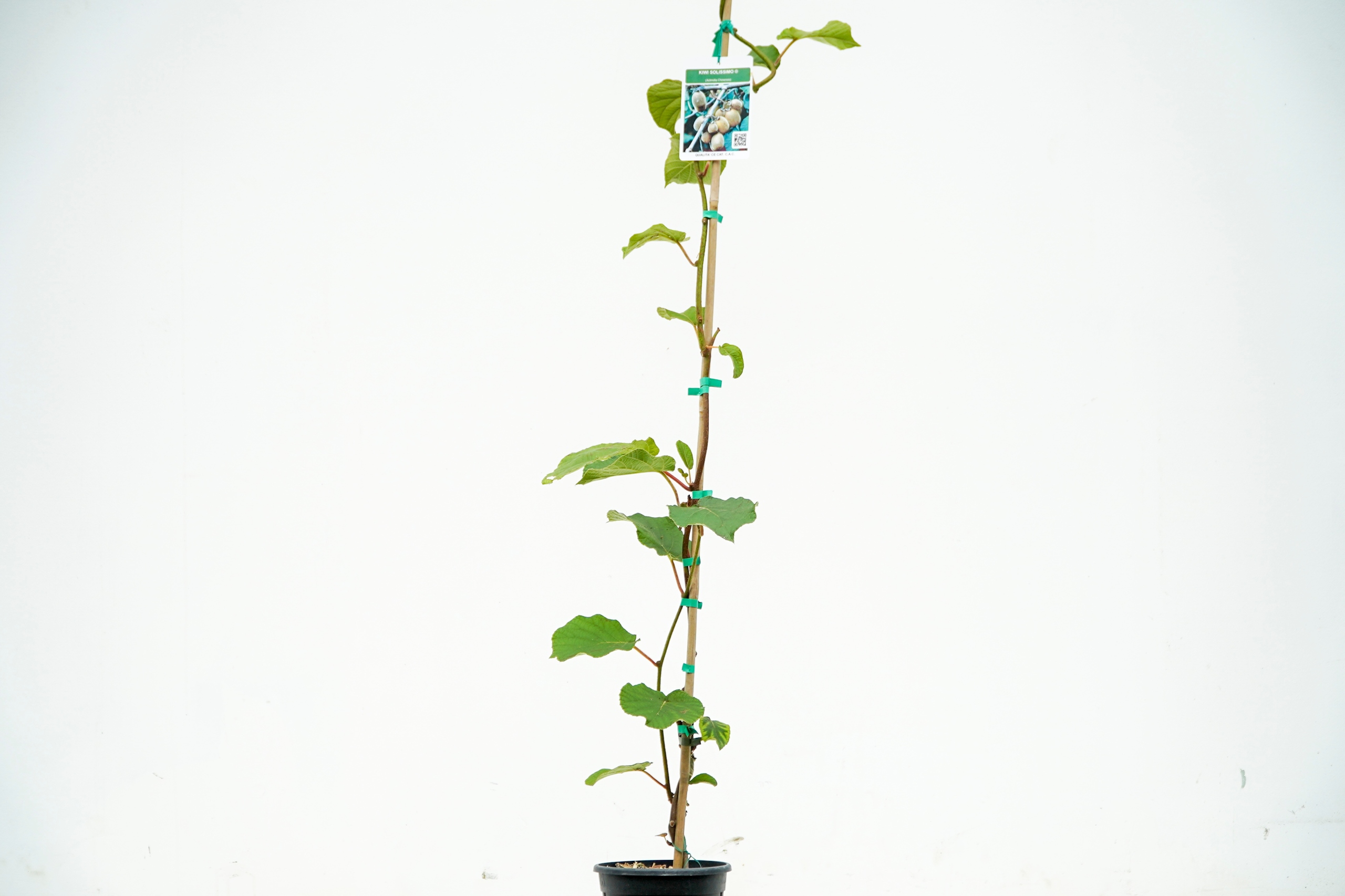 Kiwi samopylne pnącze