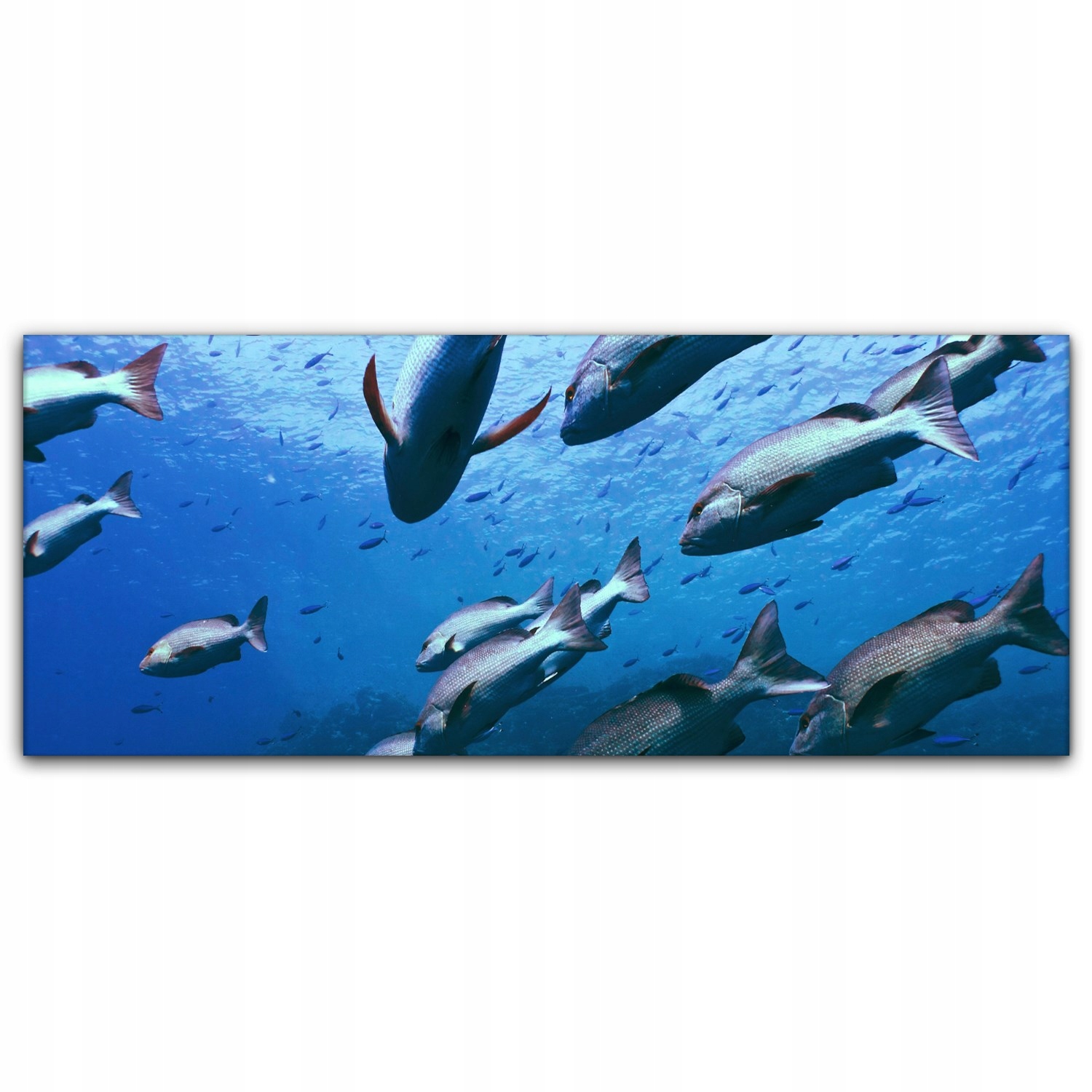 

Obraz na płótnie z foto 125x50 Ocean Natura Ryby