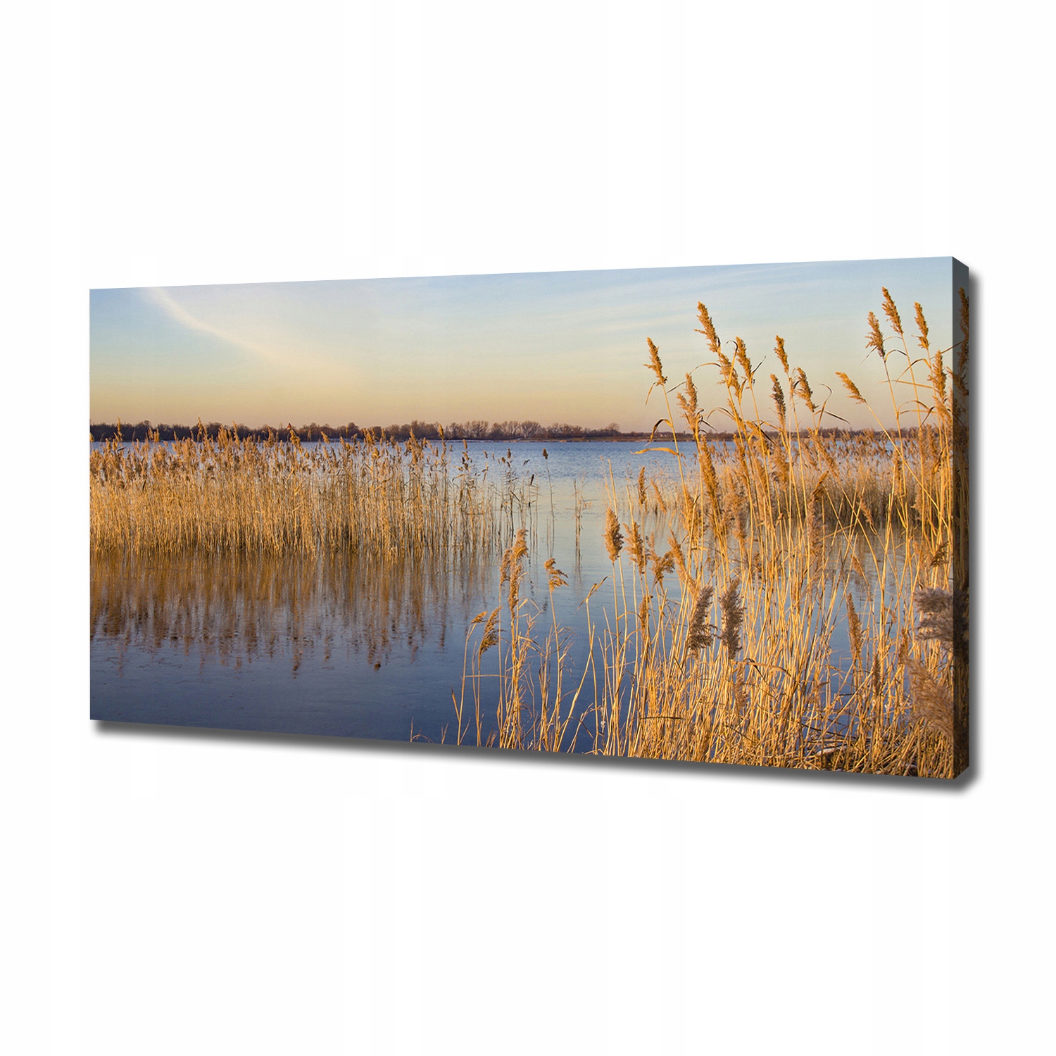 

Foto obraz na płótnie Trzcina wodna 120x60 cm