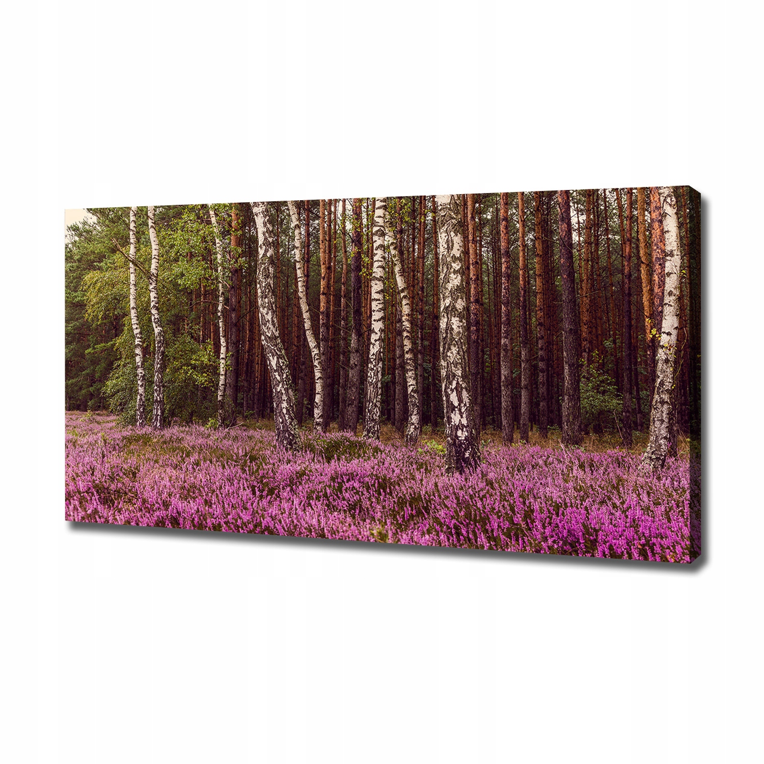 

Foto obraz canvas na ścianę Wrzosowisko 120x60 cm