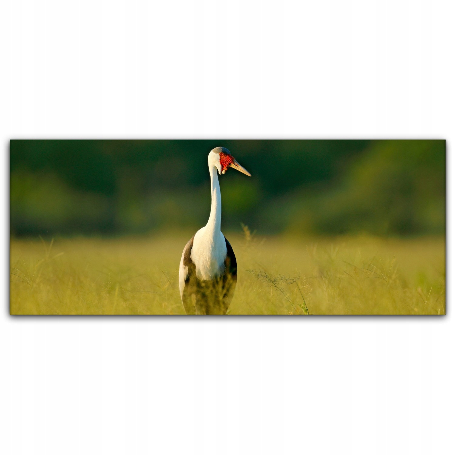 

Obraz płótno canvas 125x50 Ptak Natura Krajobraz