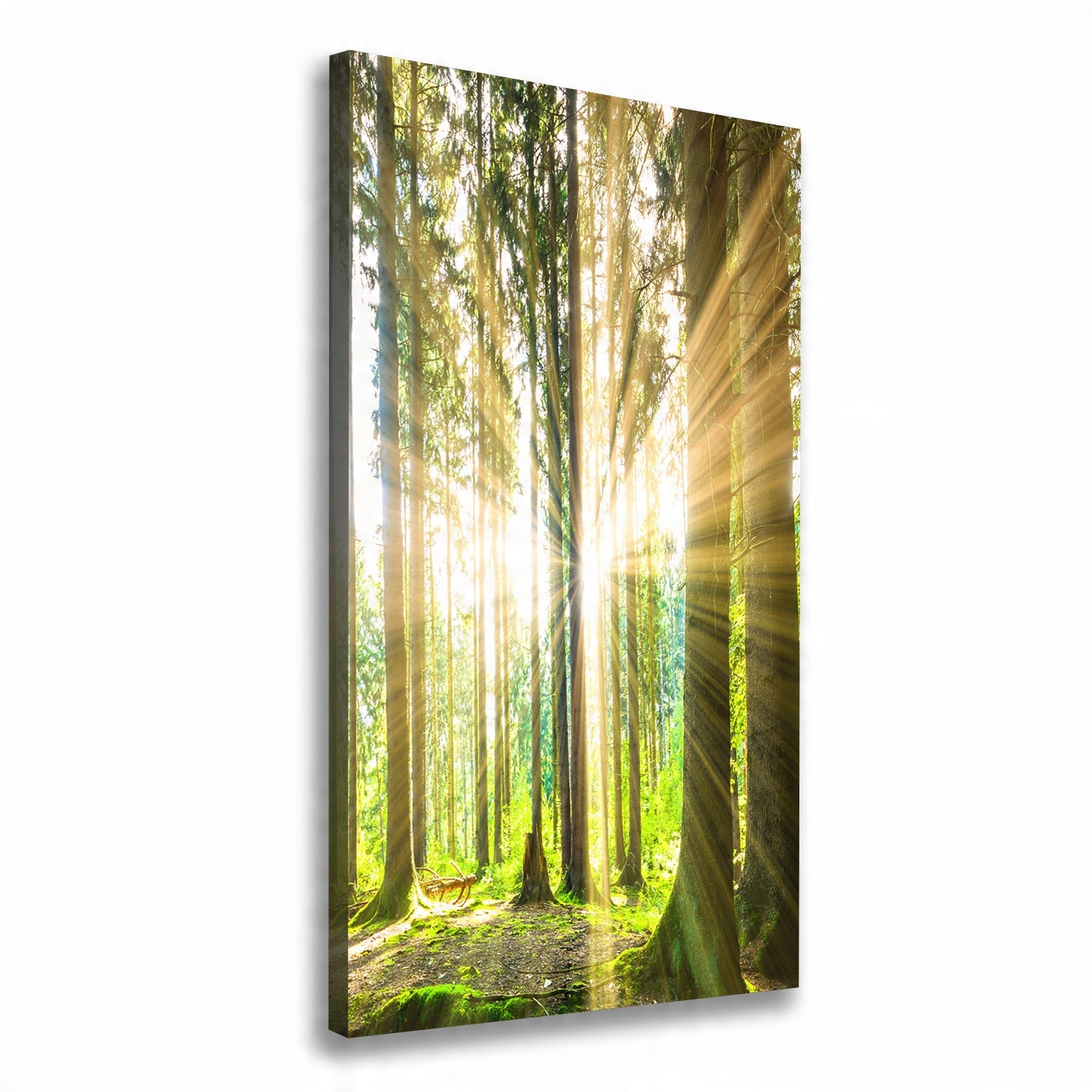 

Foto obraz na płótnie Słońce w lesie 50x100 cm